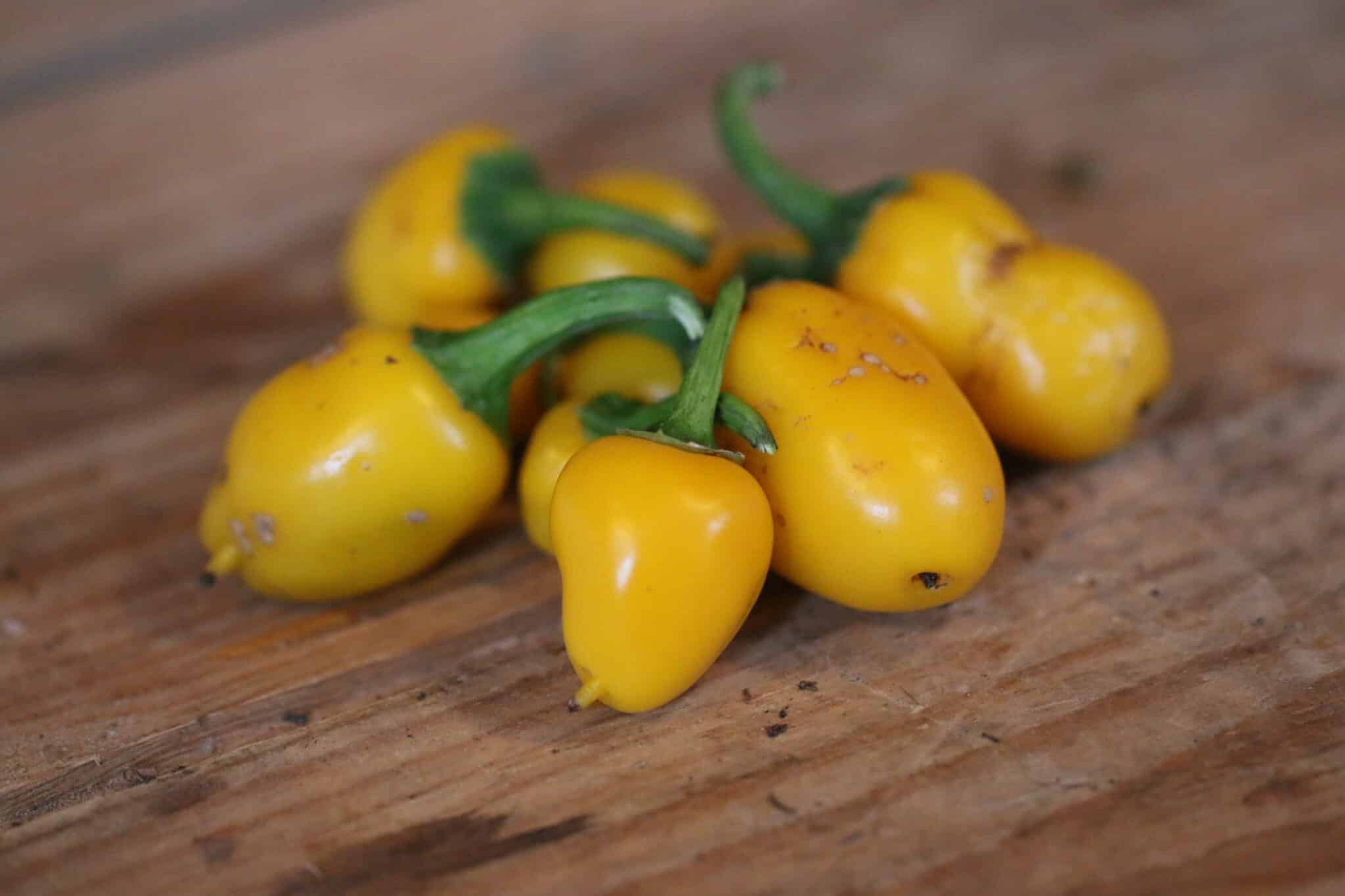 NuMex Lemon Spice - Svenskodlade chilifrön från Svenska Frön