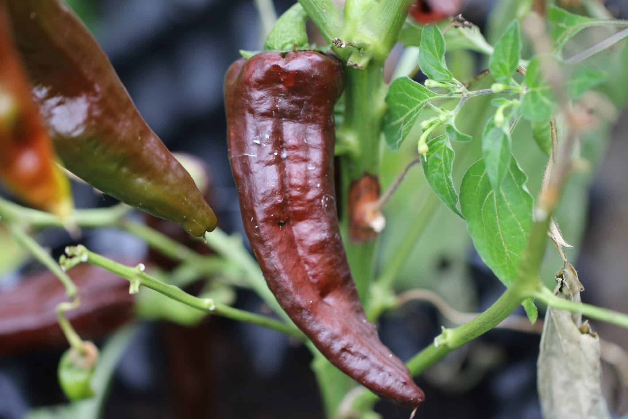 Köp Vallero - Chilifrön online hos Svenska Frön Vallero - Svenskodlade chilifrön från Svenska Frön