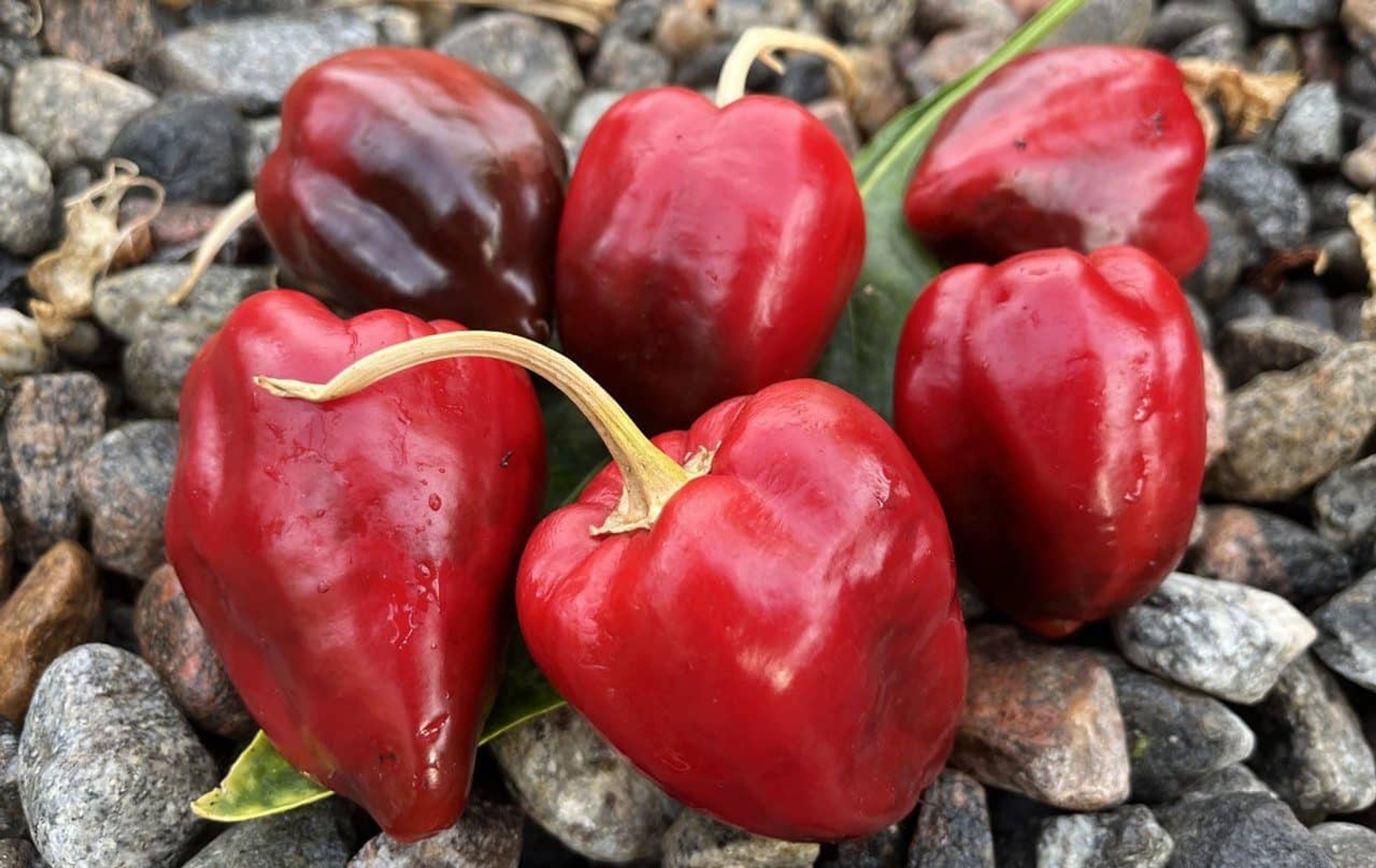 Jalapeno Apple - Svenskodlade chilifrön från Svenska Frön