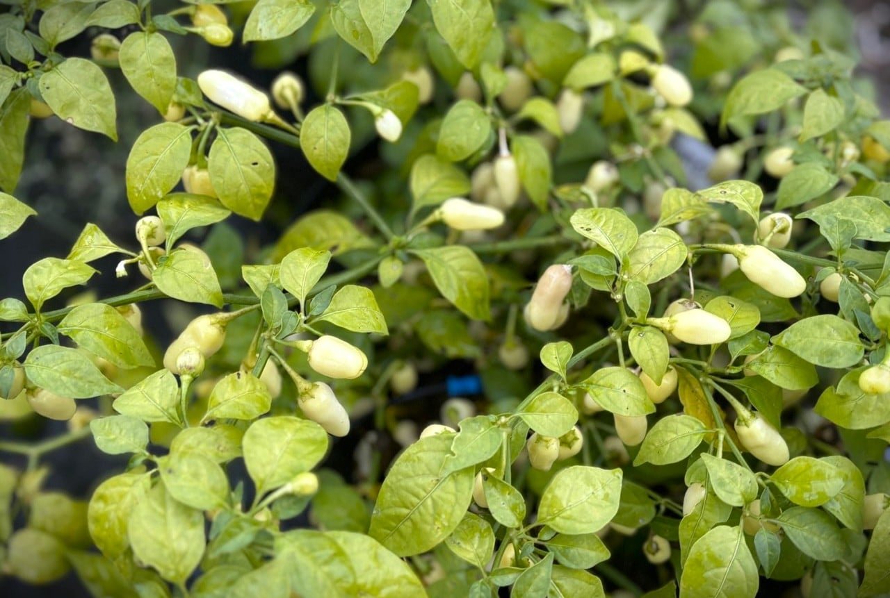 Köp Habanero Cristina - Chilifrön online hos Svenska Frön Habanero Cristina - Svenskodlade chilifrön från Svenska Frön