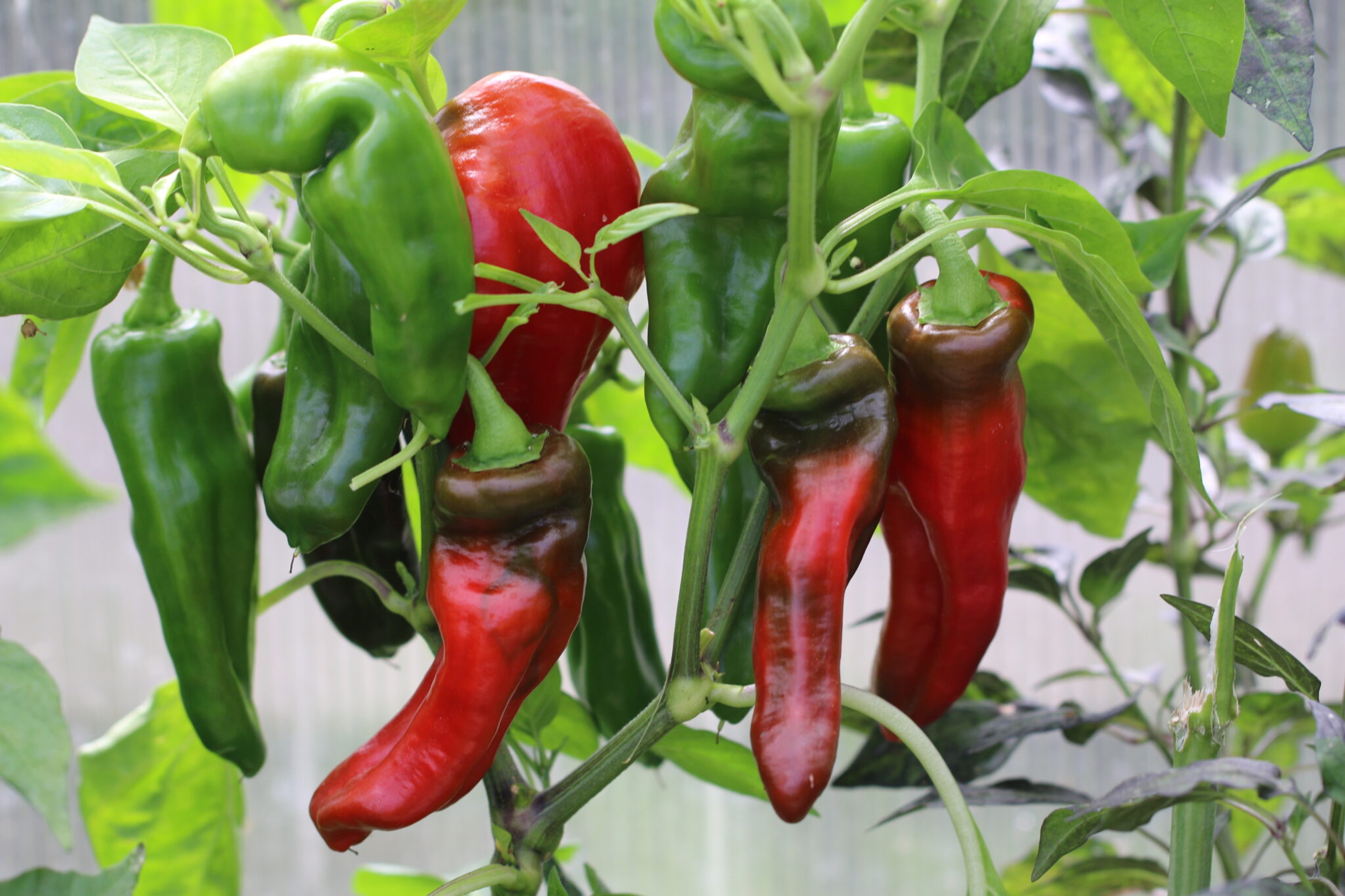 Pimienta Palmera - Svenskodlade chilifrön från Svenska Frön