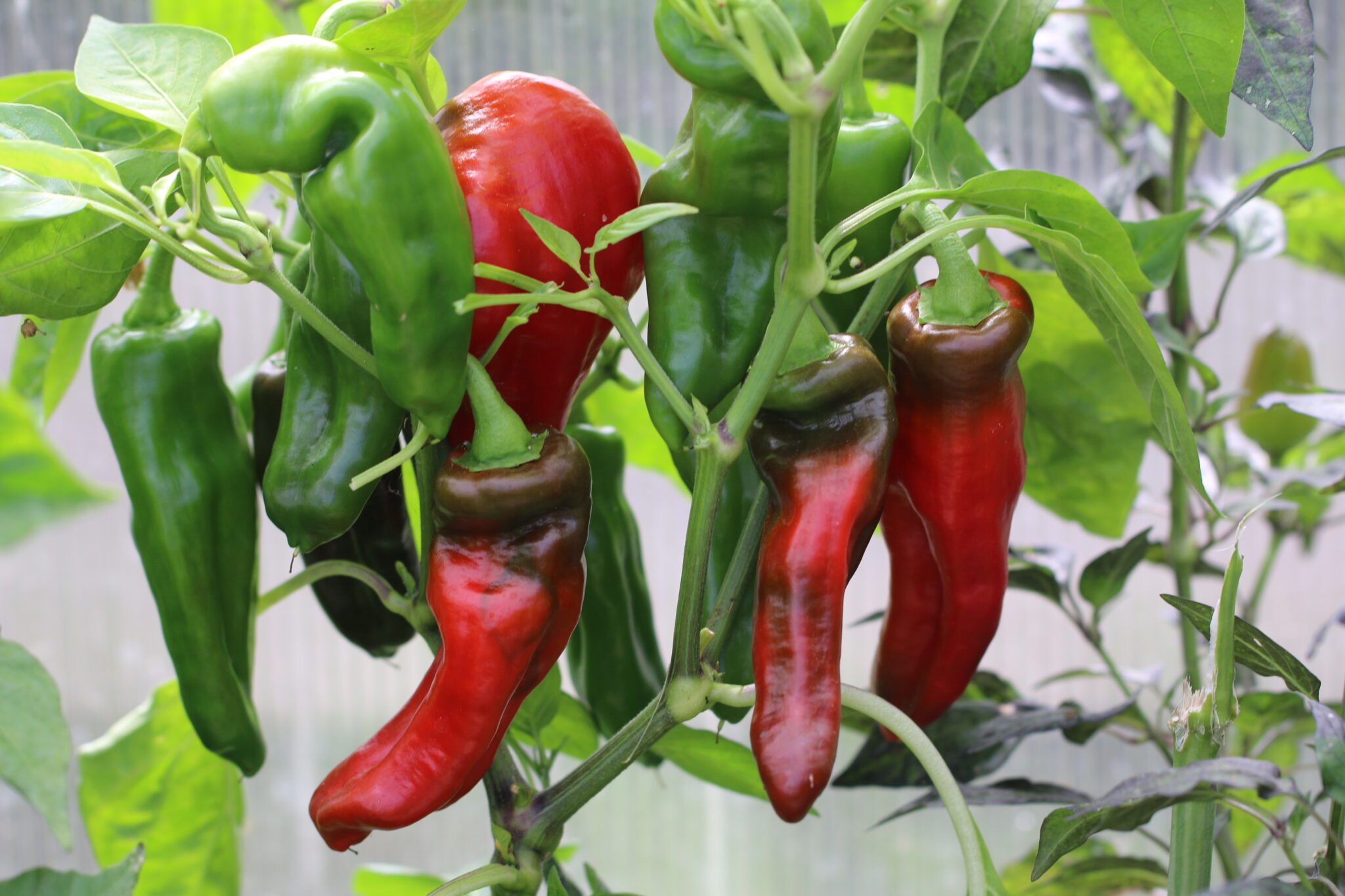 Köp Pimienta Palmera - Chilifrön online hos Svenska Frön Pimienta Palmera - Svenskodlade chilifrön från Svenska Frön