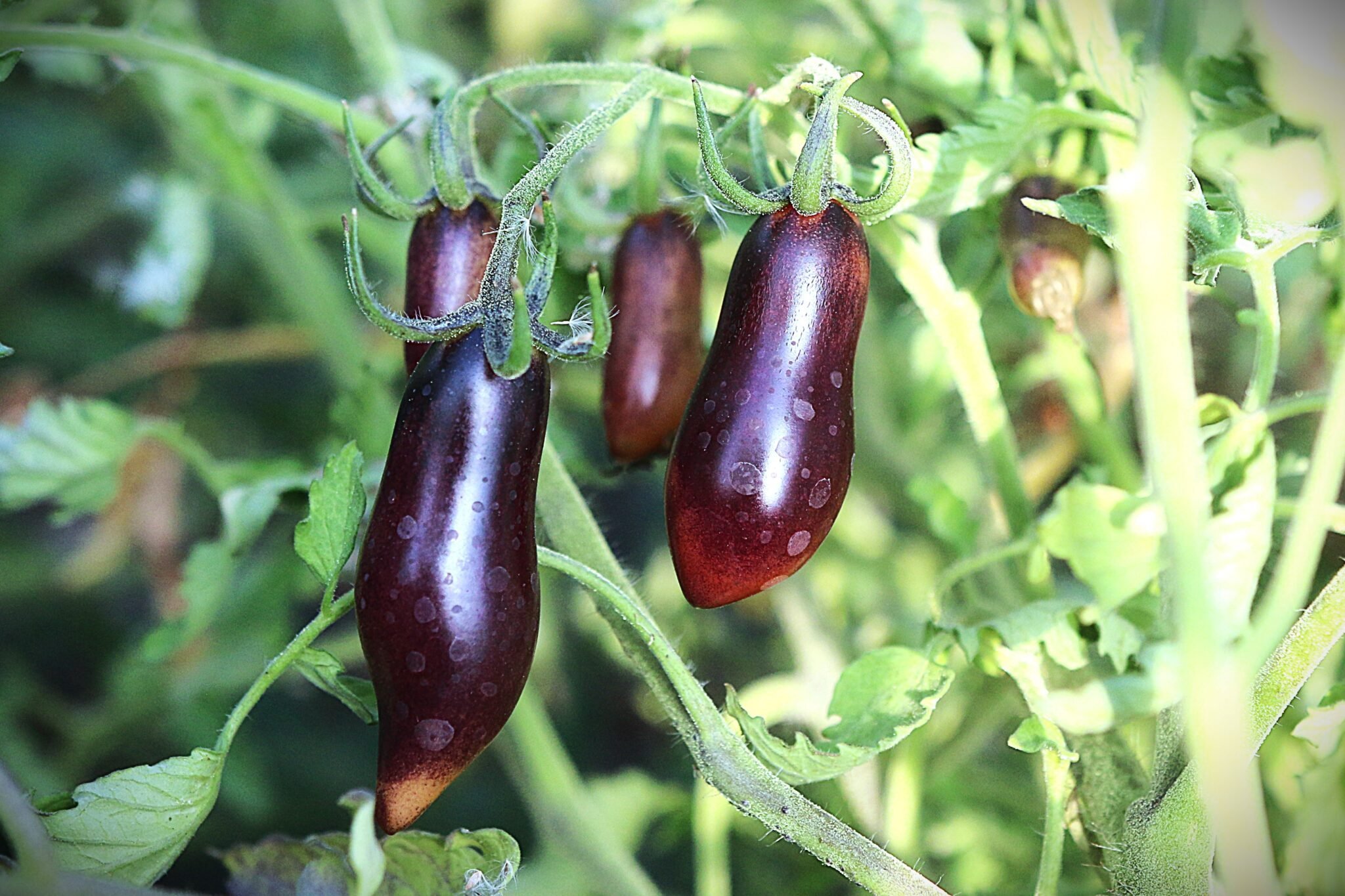 Köp Slivka Gurman - Tomatfrön online hos Svenska Frön Slivka Gurman - Svenskodlade tomatfrön från Svenska Frön