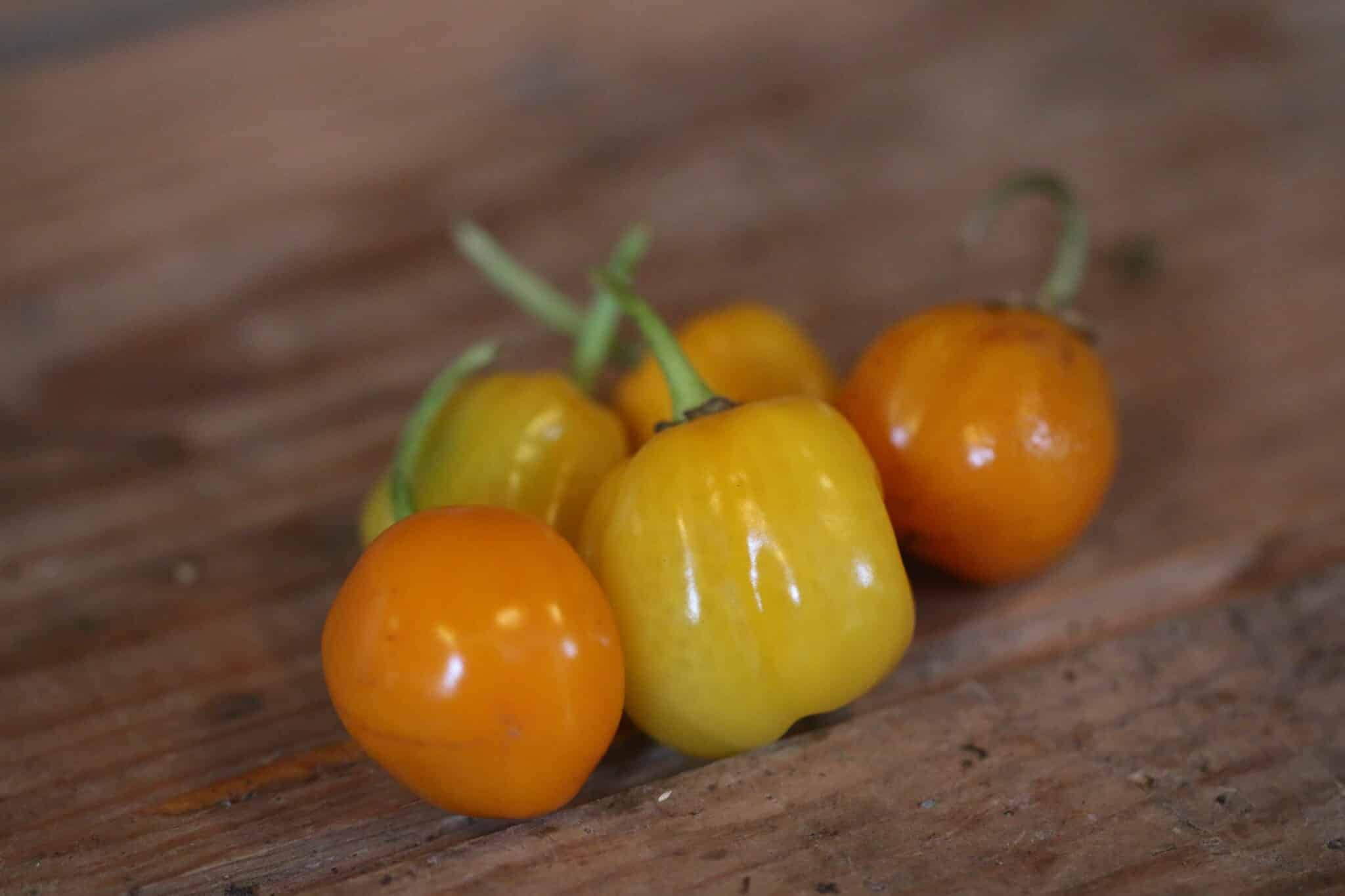 Köp Aji Jobita - Chilifrön online hos Svenska Frön Aji Jobita - Svenskodlade chilifrön från Svenska Frön