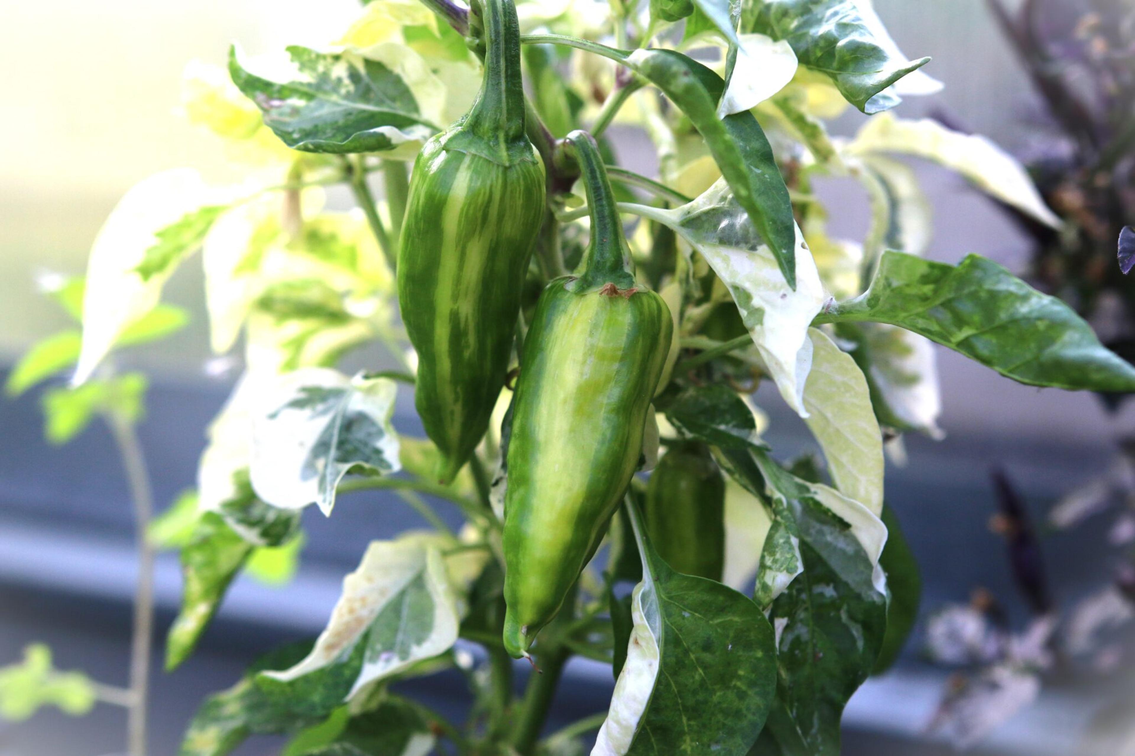 Yellow Fish miniatyrbild 2