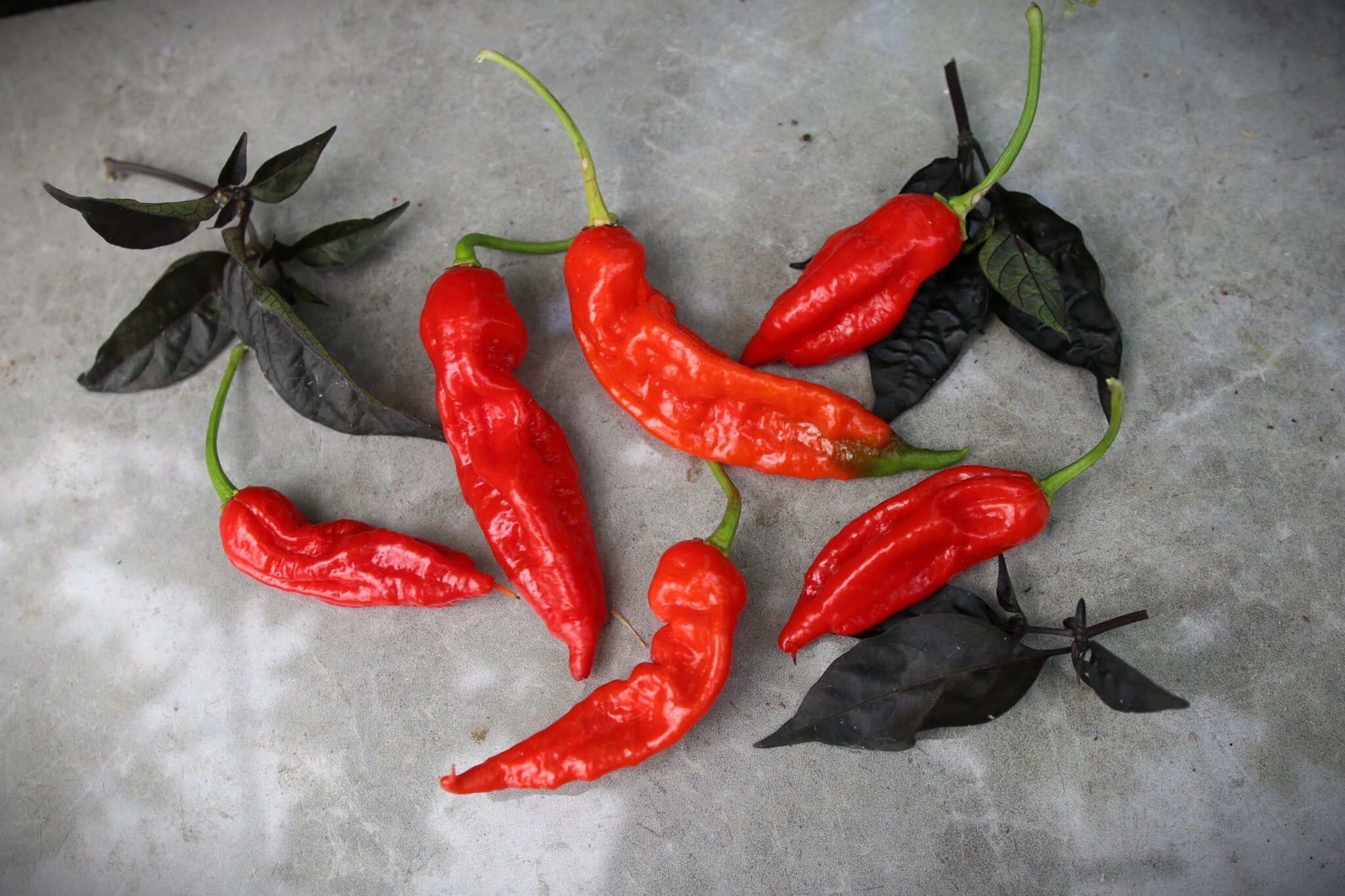 Köp KS Misery Sweet - Chilifrön online hos Svenska Frön KS Misery Sweet - Svenskodlade chilifrön från Svenska Frön