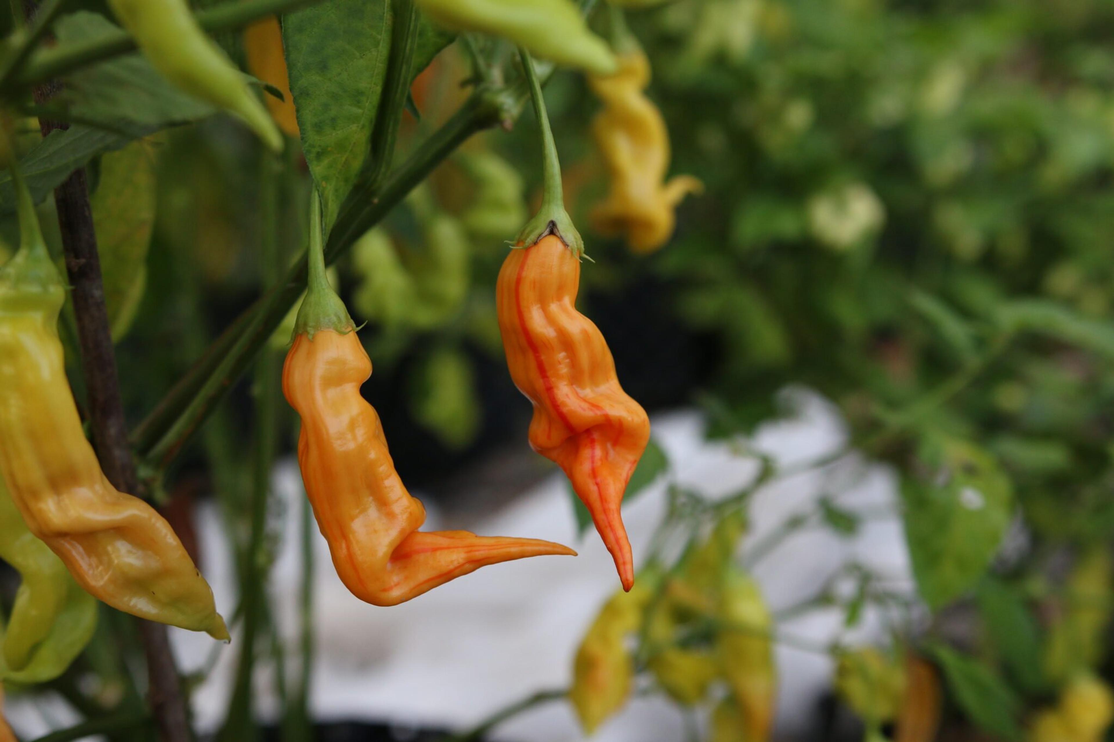 Sugar Rush Stripey miniatyrbild 2