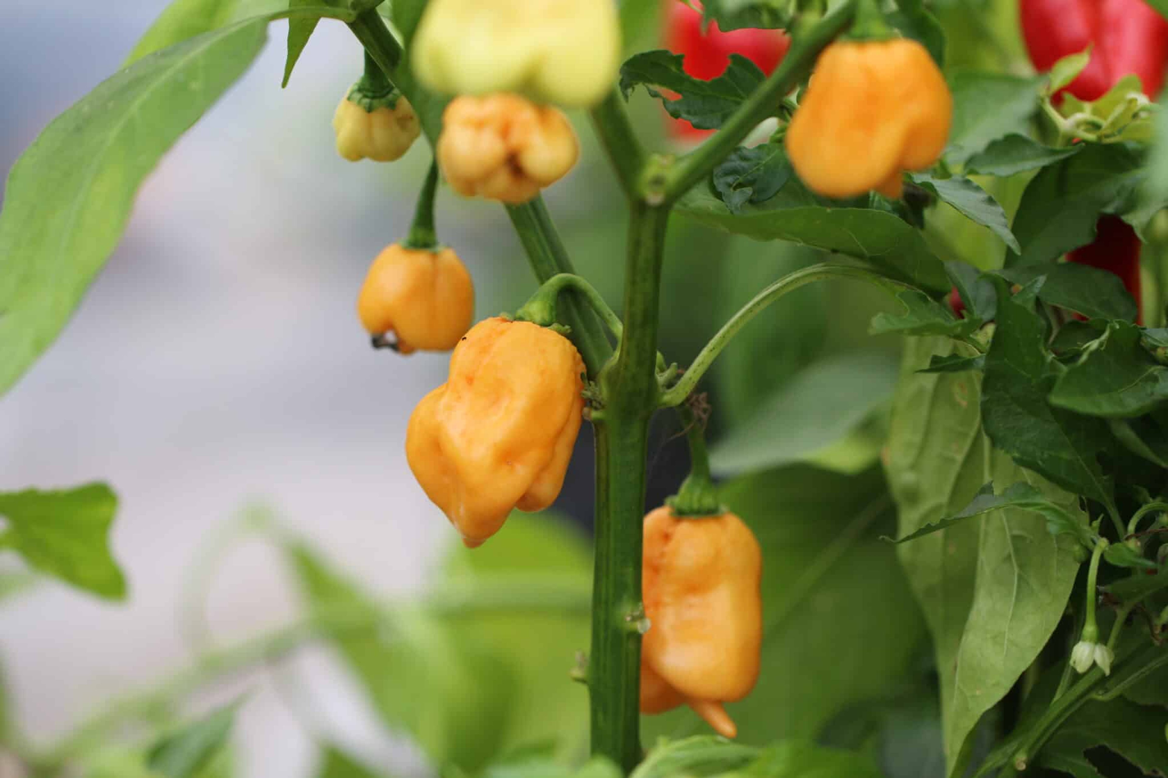 Trinidad Scorpion Peach - Svenskodlade chilifrön från Svenska Frön