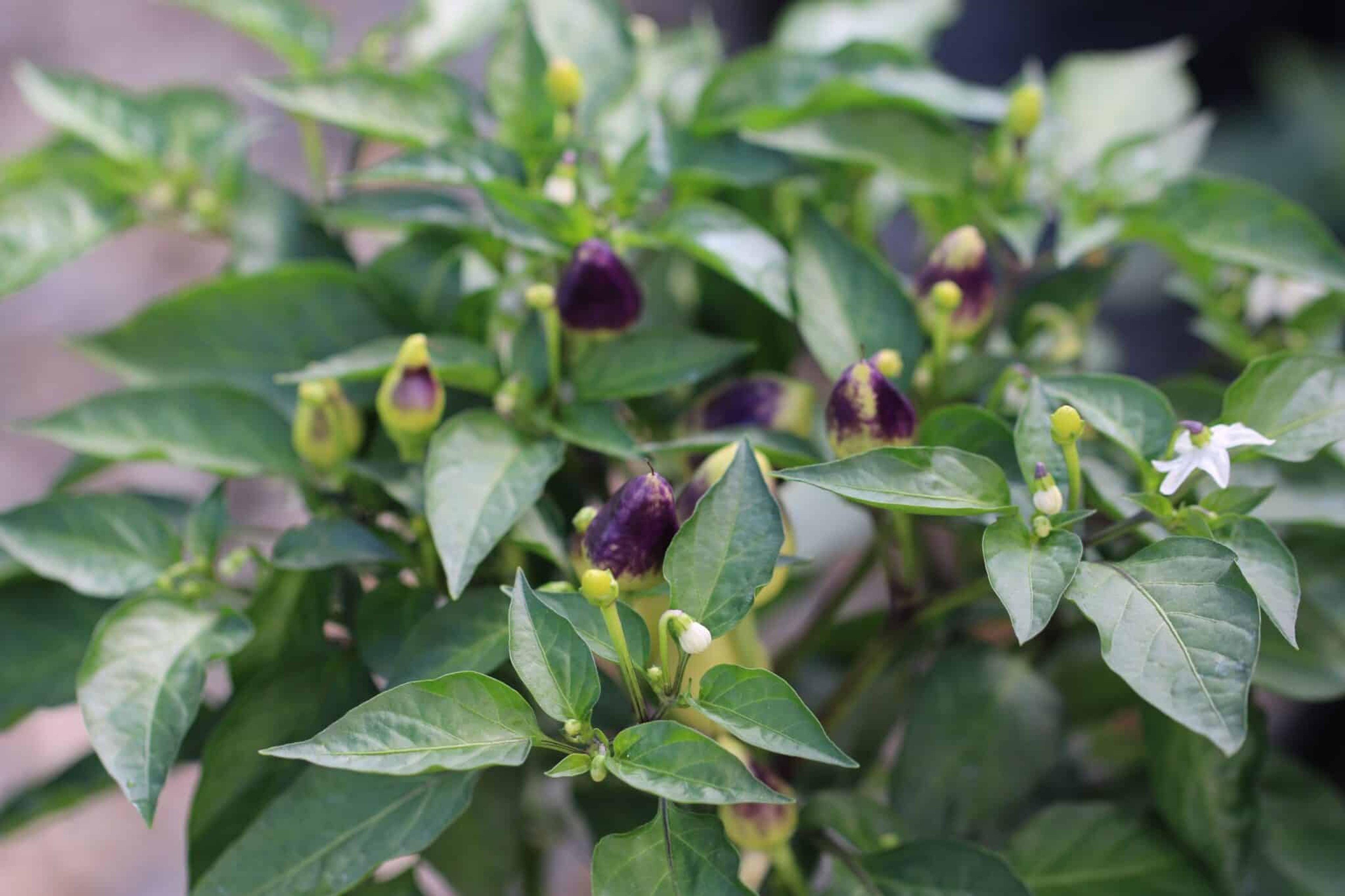 Firecracker - Svenskodlade chilifrön från Svenska Frön