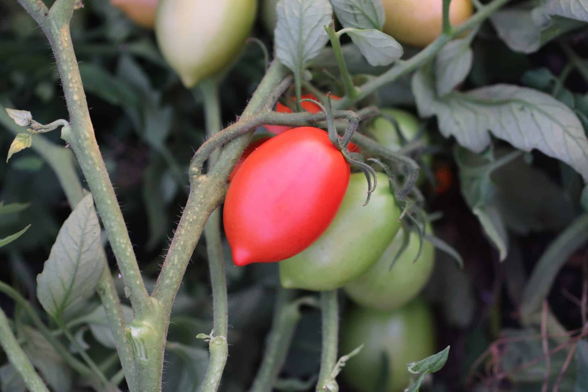Köp Pikador - Tomatfrön online hos Chilifrön.se Pärformade röda Pikador-tomater lämpliga för sås