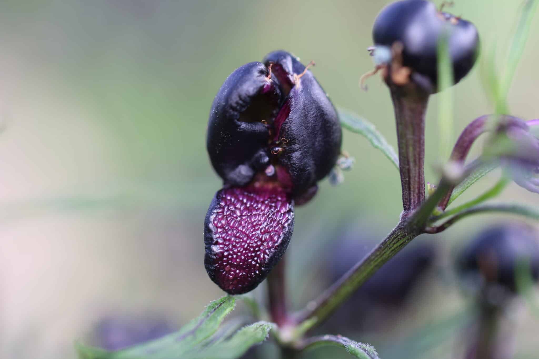 Köp Mattapeno x Mutant - Chilifrön online hos Svenska Frön Mattapeno x Mutant - Svenskodlade chilifrön från Svenska Frön