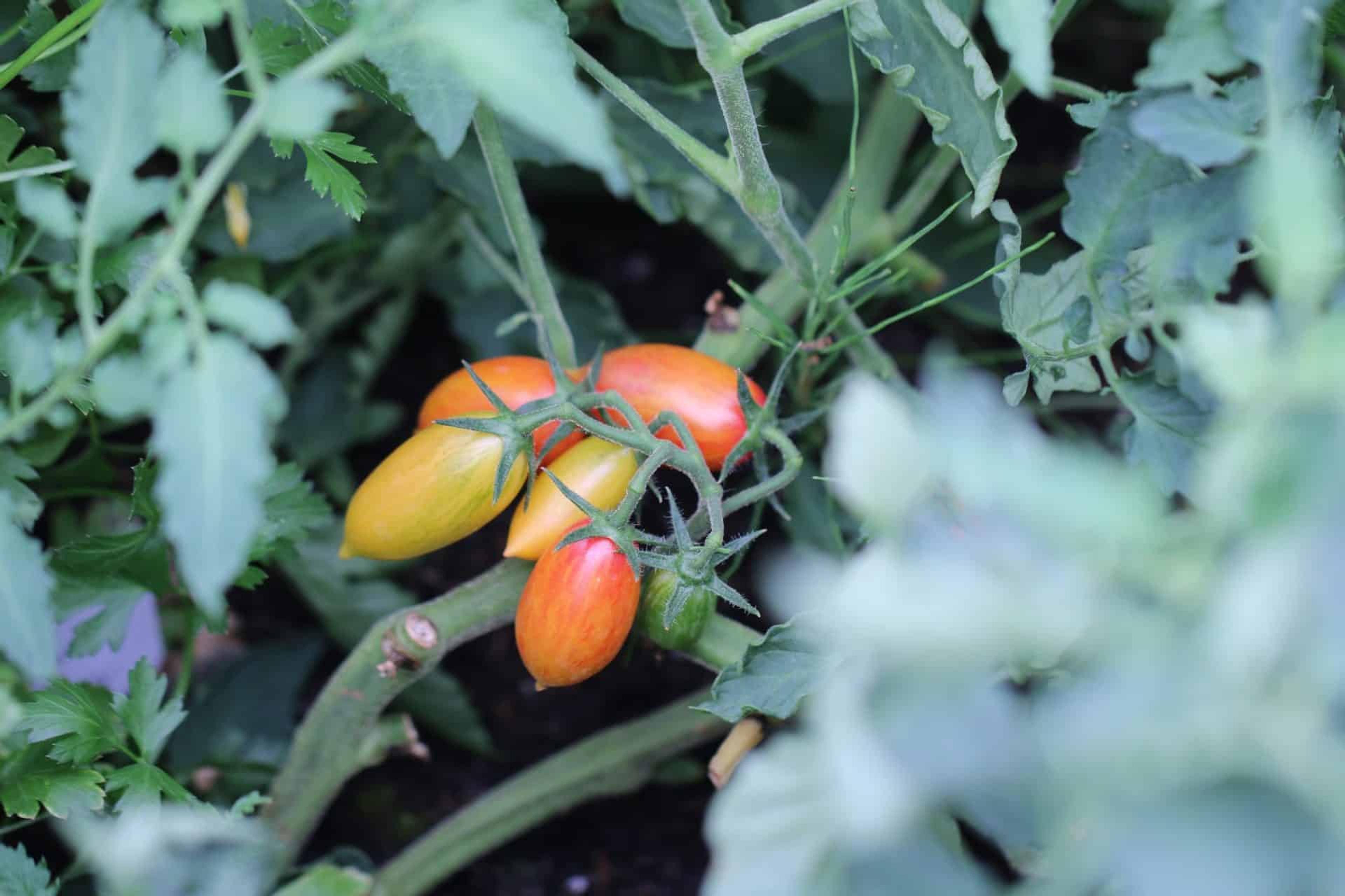 Artisan Blush Tiger miniatyrbild 2