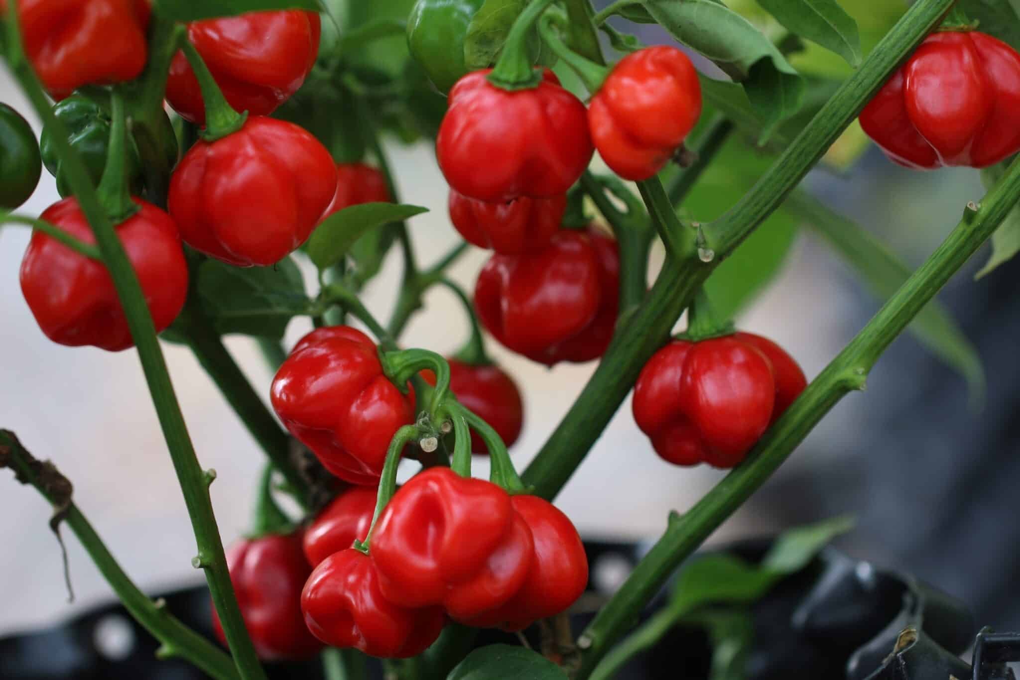 Köp Bolivian Red - Chilifrön online hos Svenska Frön Bolivian Red - Svenskodlade chilifrön från Svenska Frön