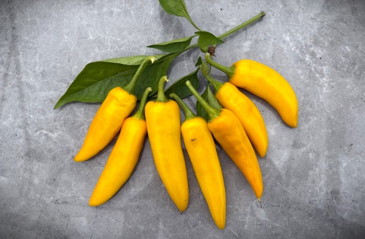 Köp Serrano Yellow - Chilifrön online hos Chilifrön.se Smala gula Serrano Yellow-chilifrukter som växer uppåt på plantan