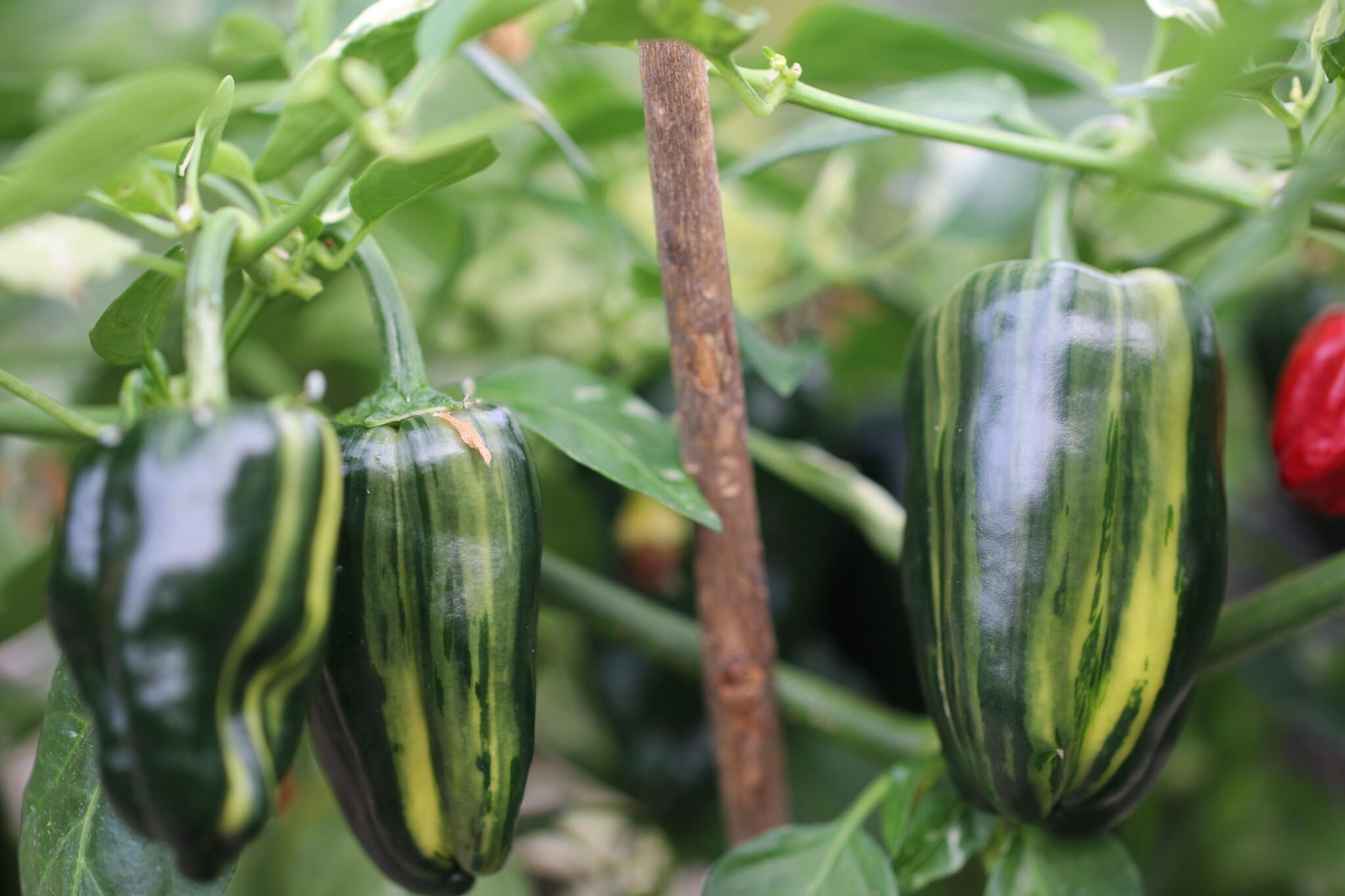 Bryans Blood miniatyrbild 1