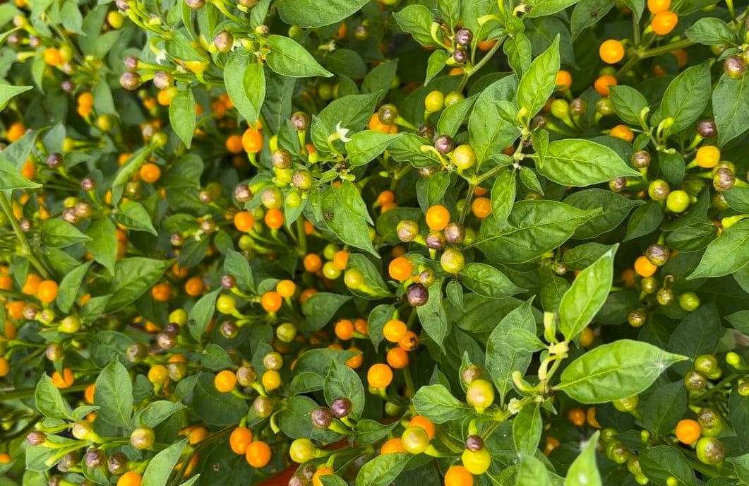 Köp Aji Charapita - Chilifrön online hos Svenska Frön Aji Charapita - Svenskodlade chilifrön från Svenska Frön