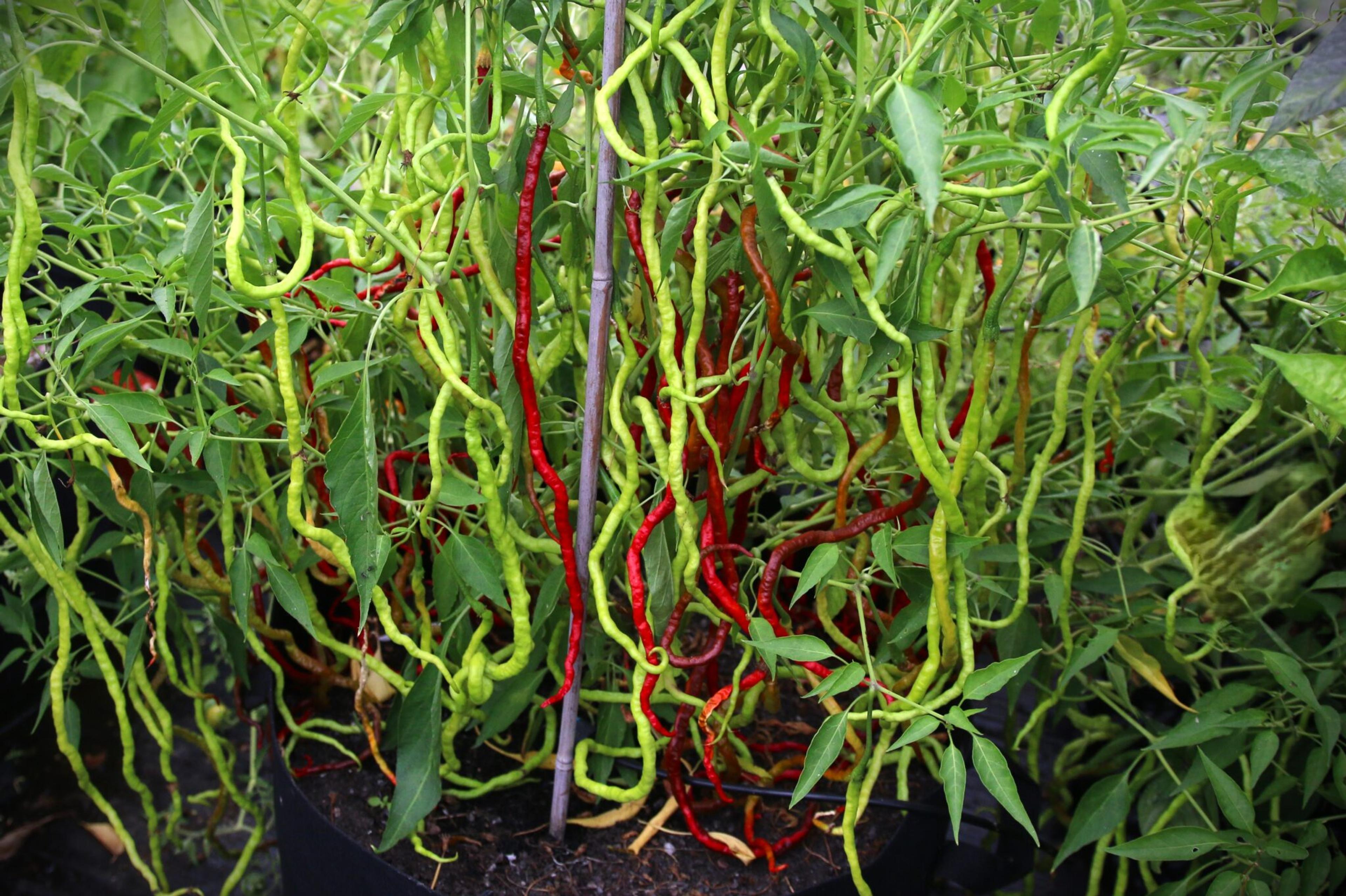 Thunder Mountain Longhorn miniatyrbild 1