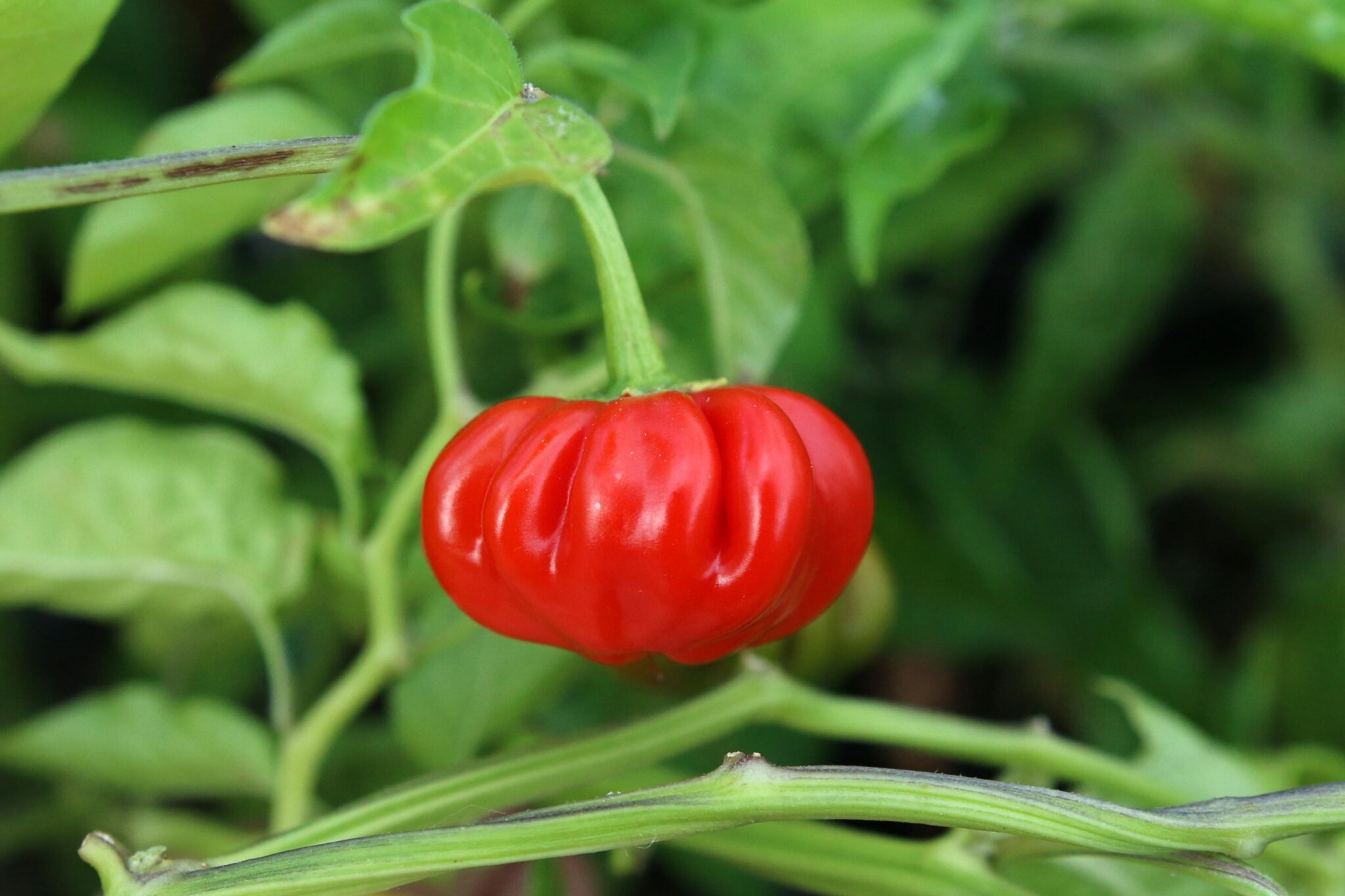 Pi 49793 São Paulo miniatyrbild 2