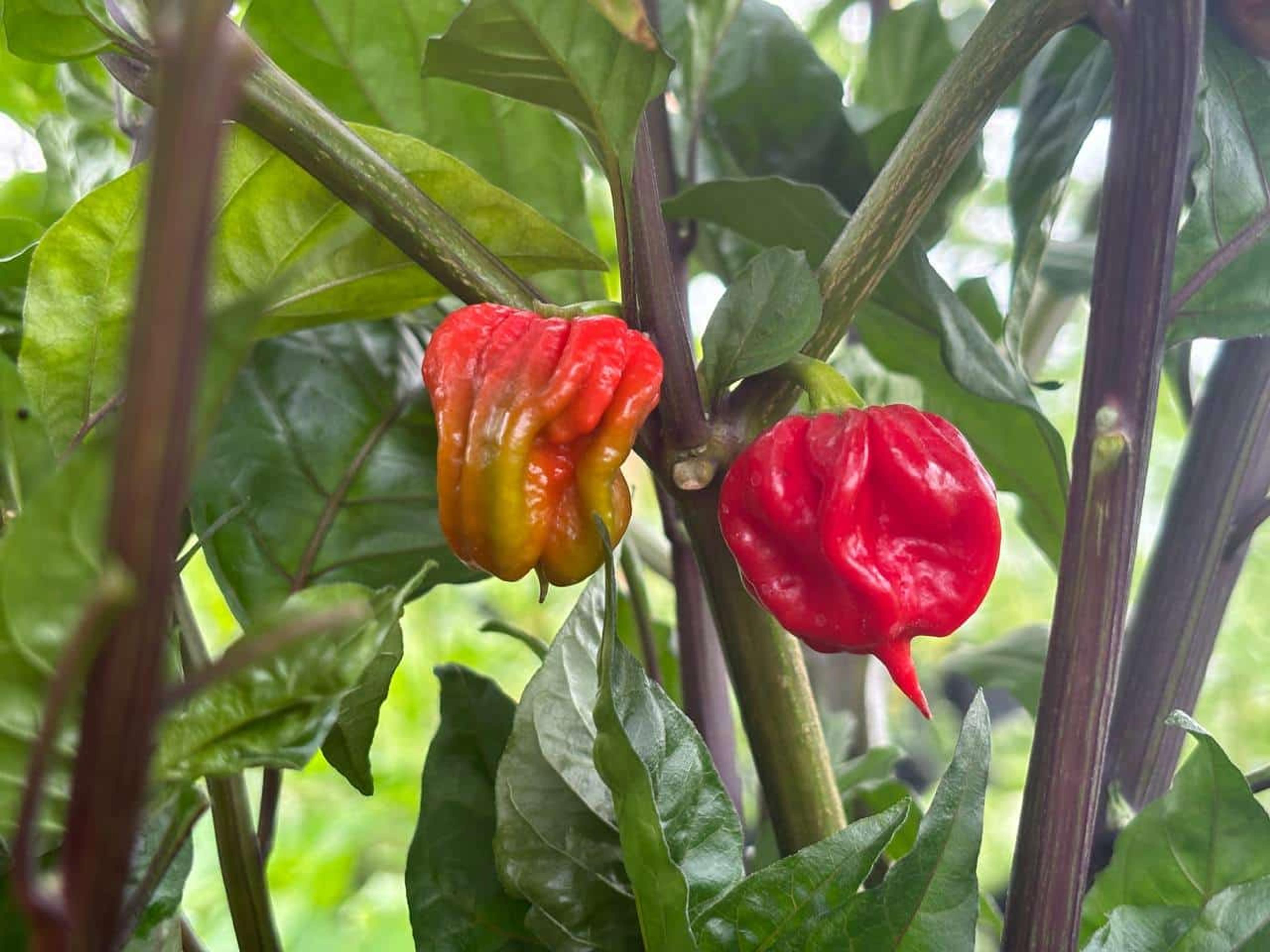 Purple Death miniatyrbild 4