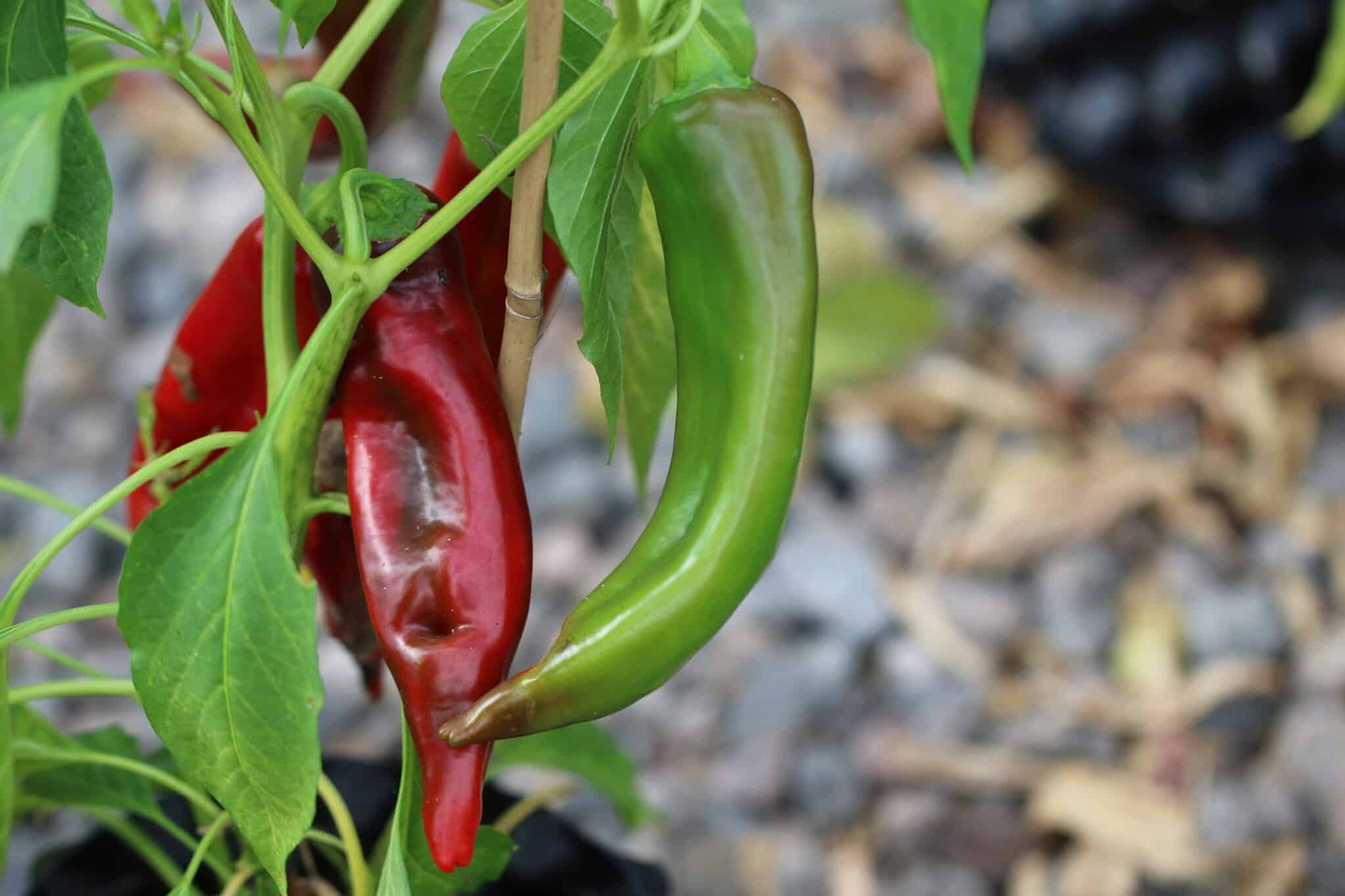 Anaheim - Svenskodlade chilifrön från Svenska Frön