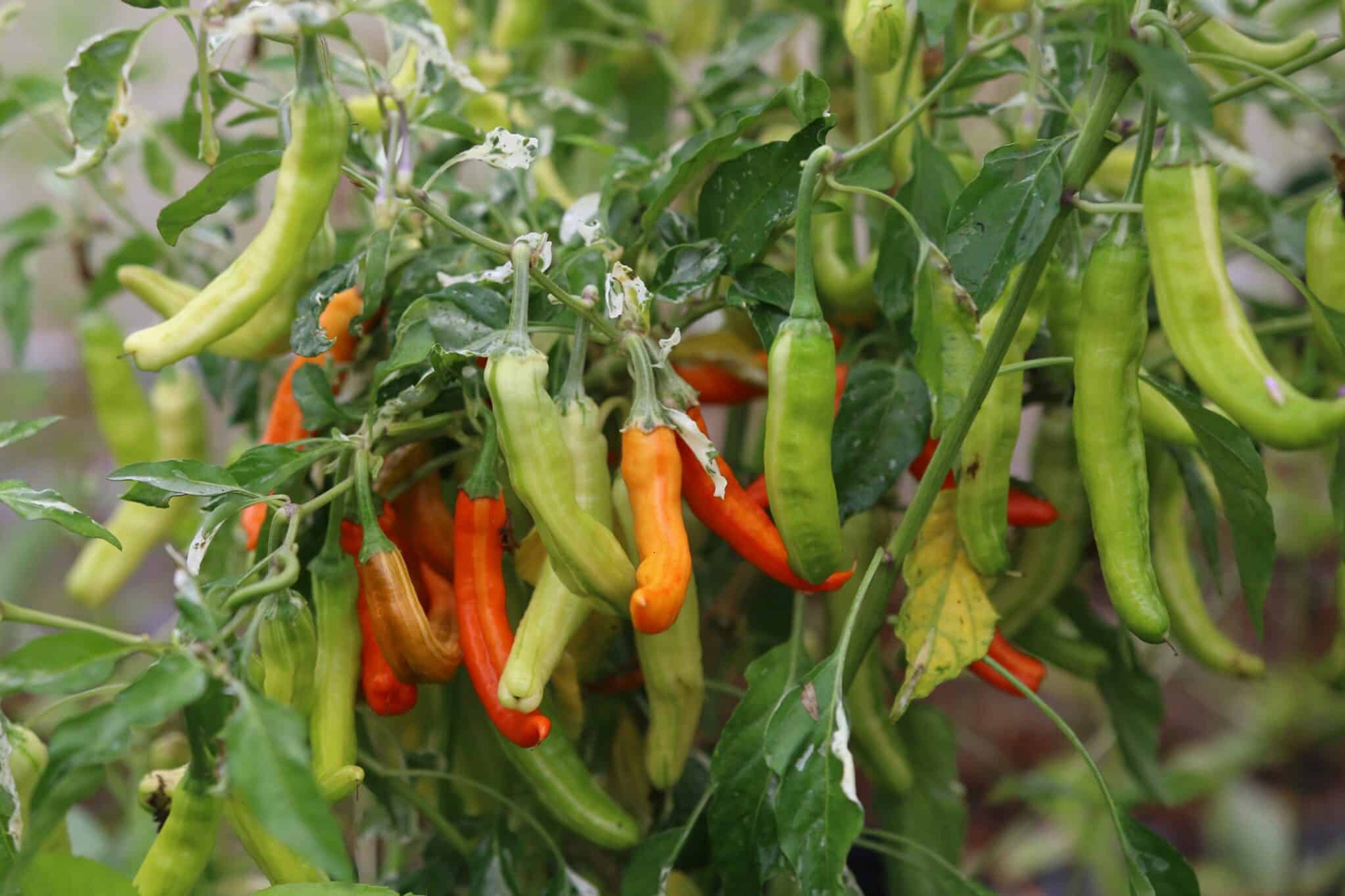 Intergalactic-chiliplanta med vitbrokiga blad och orange frukter