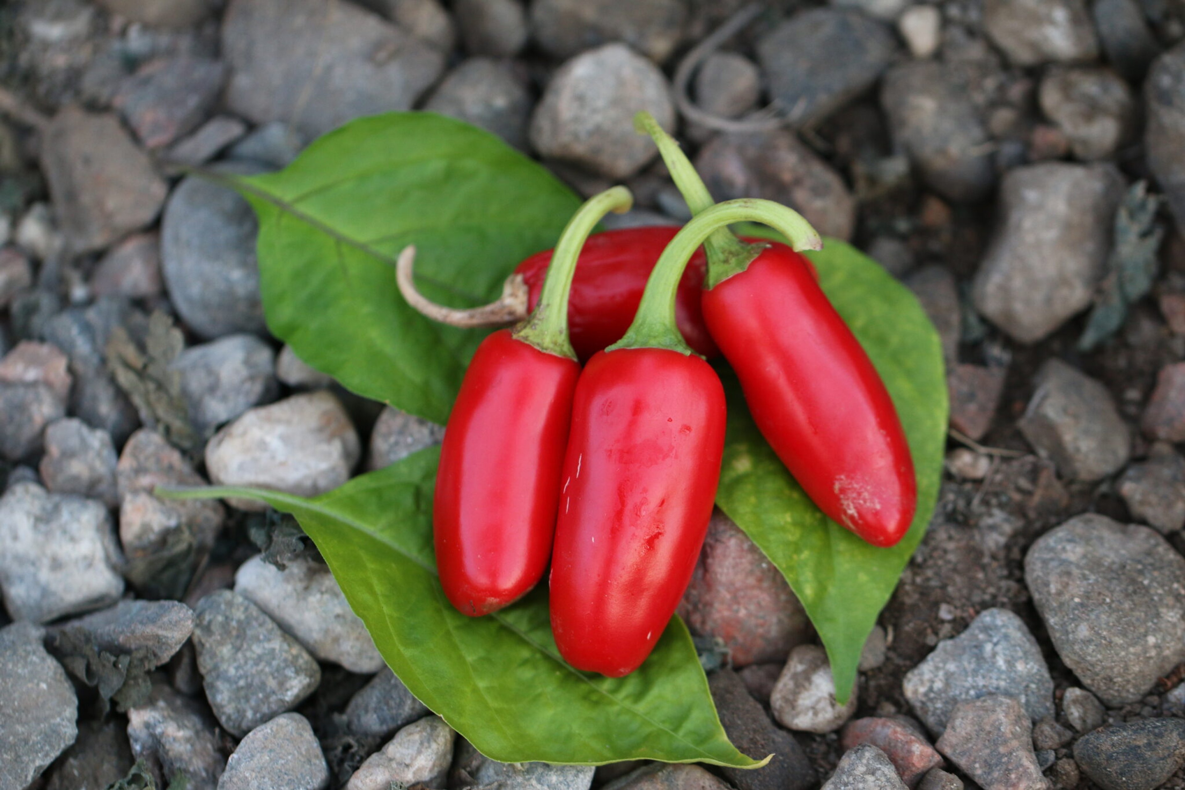 NuMex Vaquero - Svenskodlade chilifrön från Svenska Frön