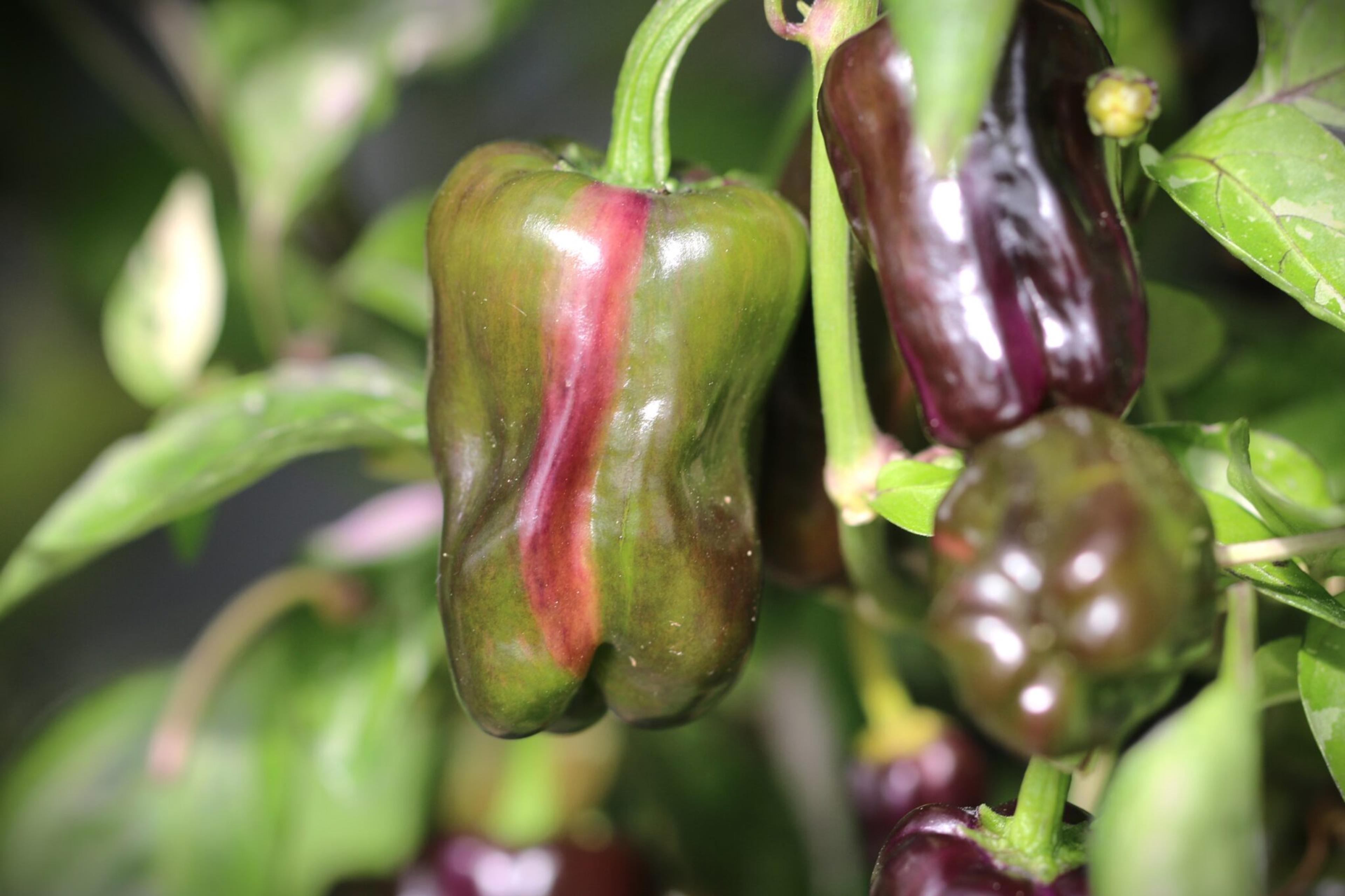 Purple Tiger x Candy Cane miniatyrbild 3