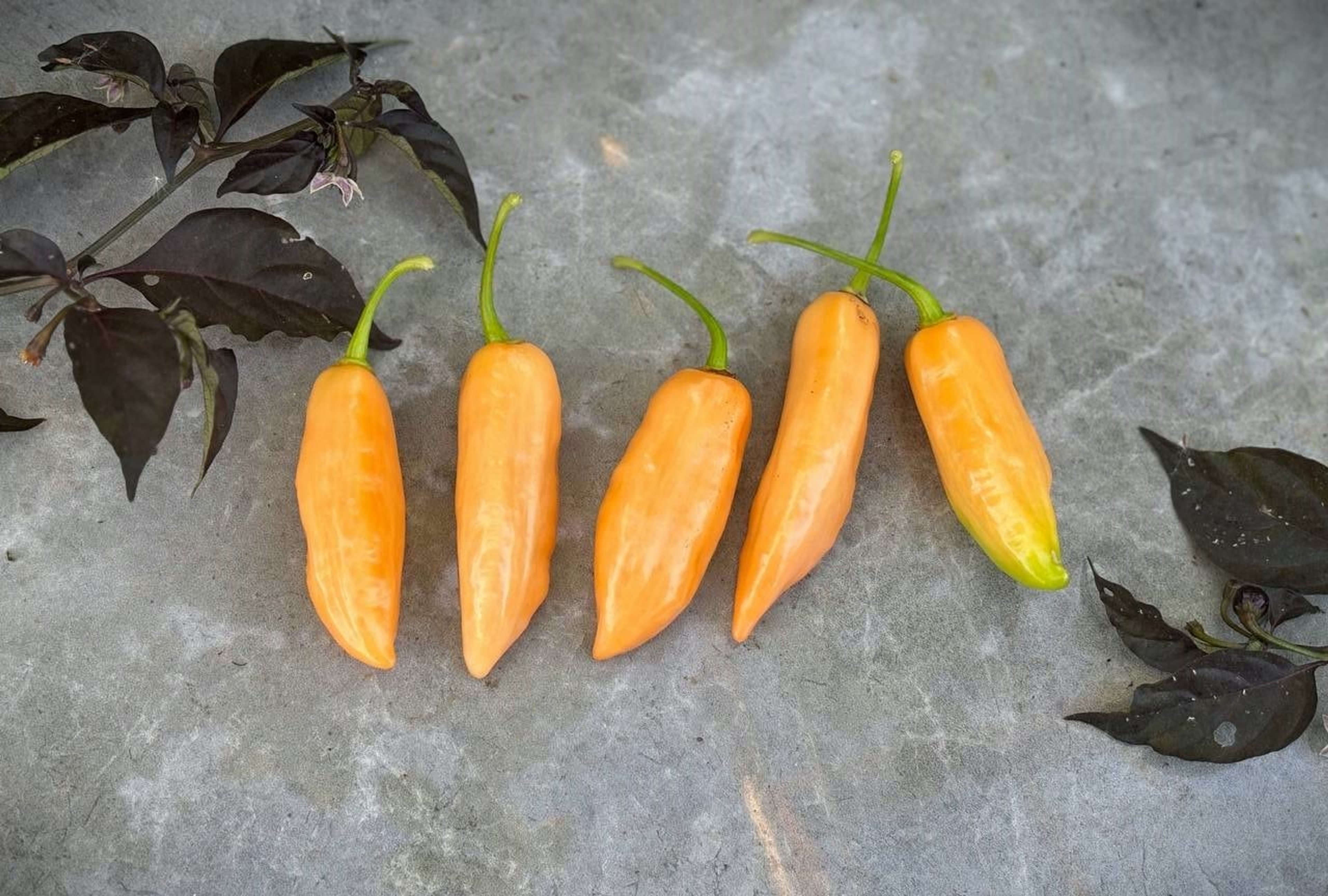 Pimenta de Cheiro do Norte - Svenskodlade chilifrön från Svenska Frön