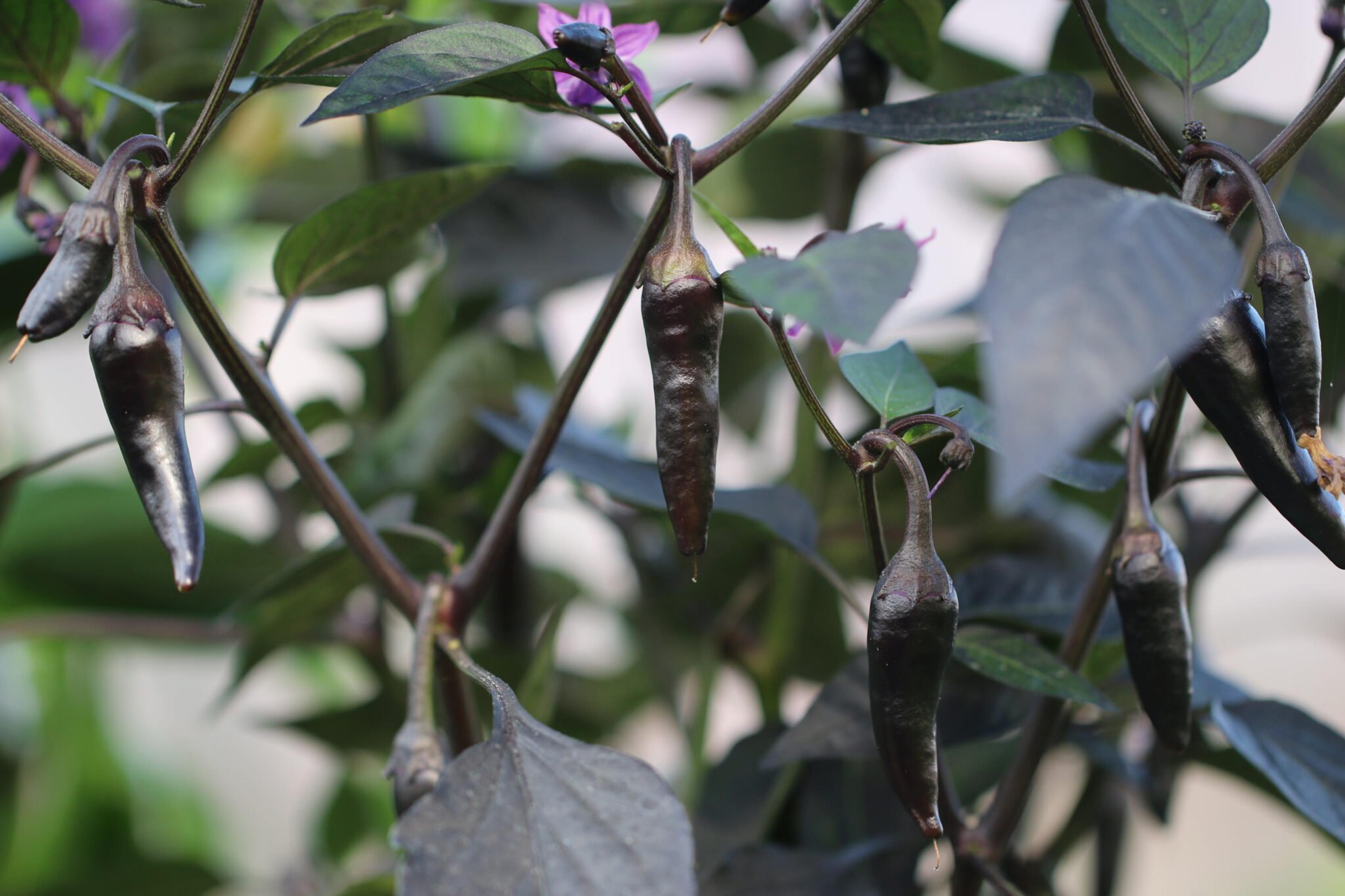 Count Dracula miniatyrbild 1