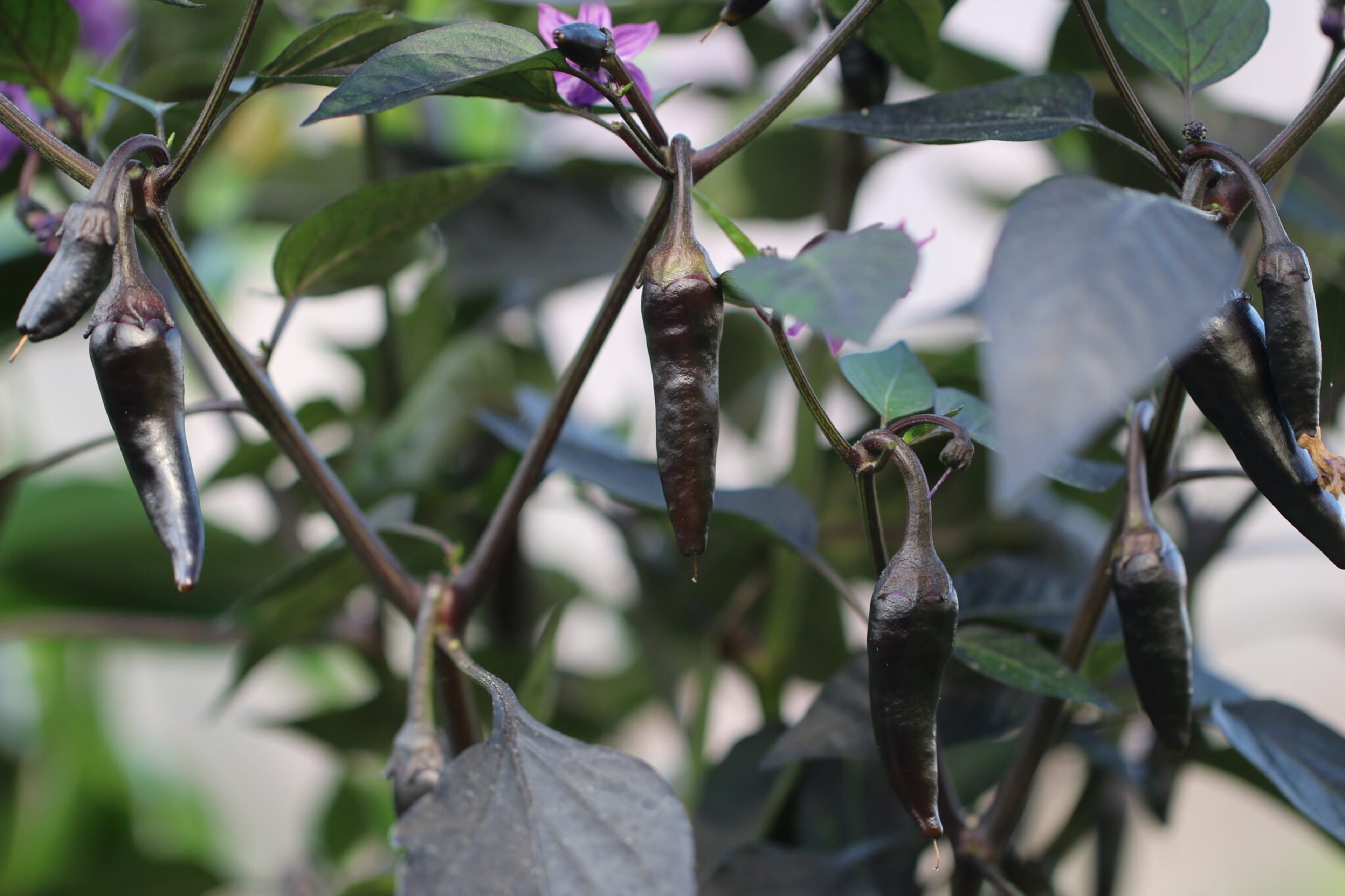 Count Dracula - Svenskodlade chilifrön från Svenska Frön