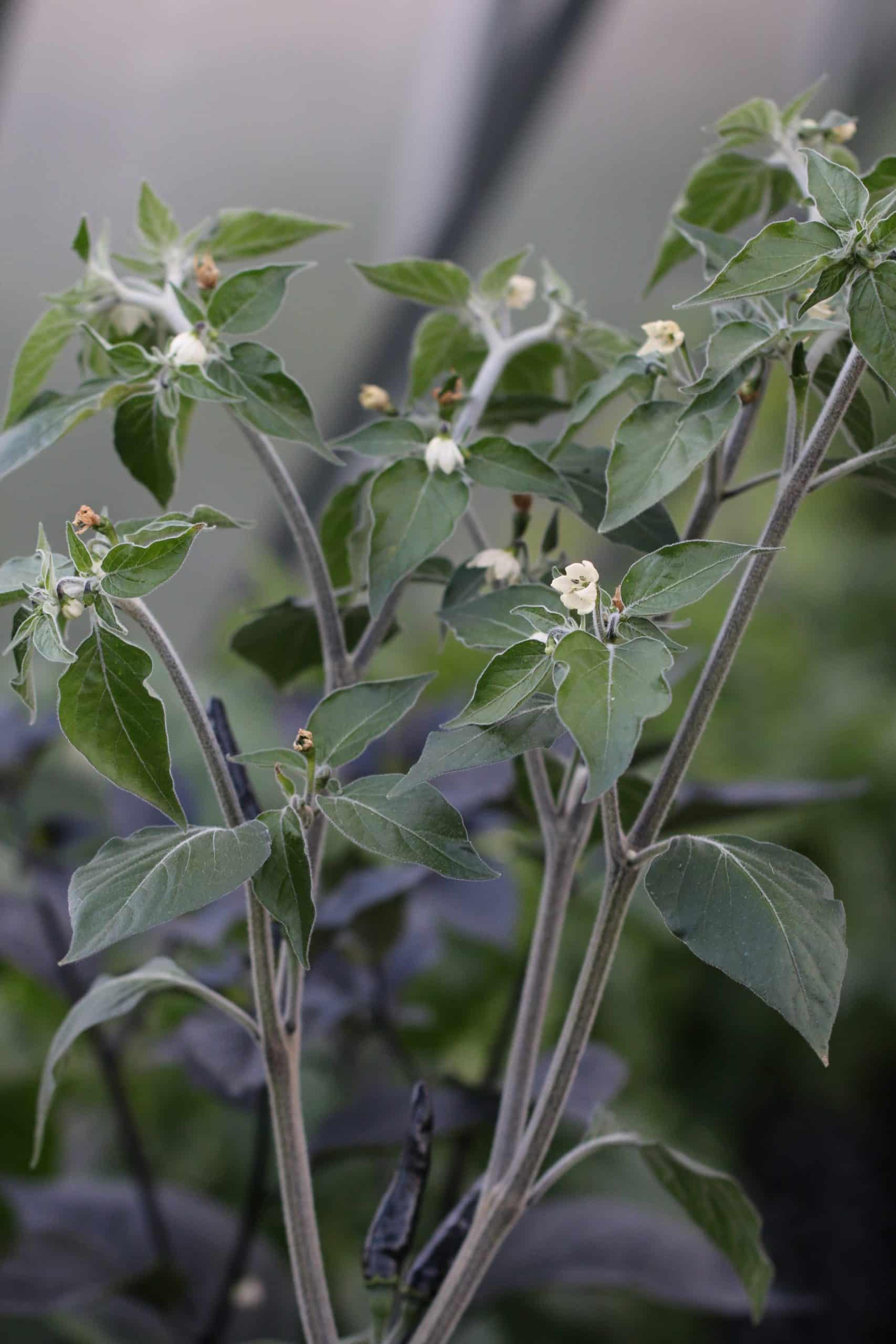 Goats Weed miniatyrbild 2