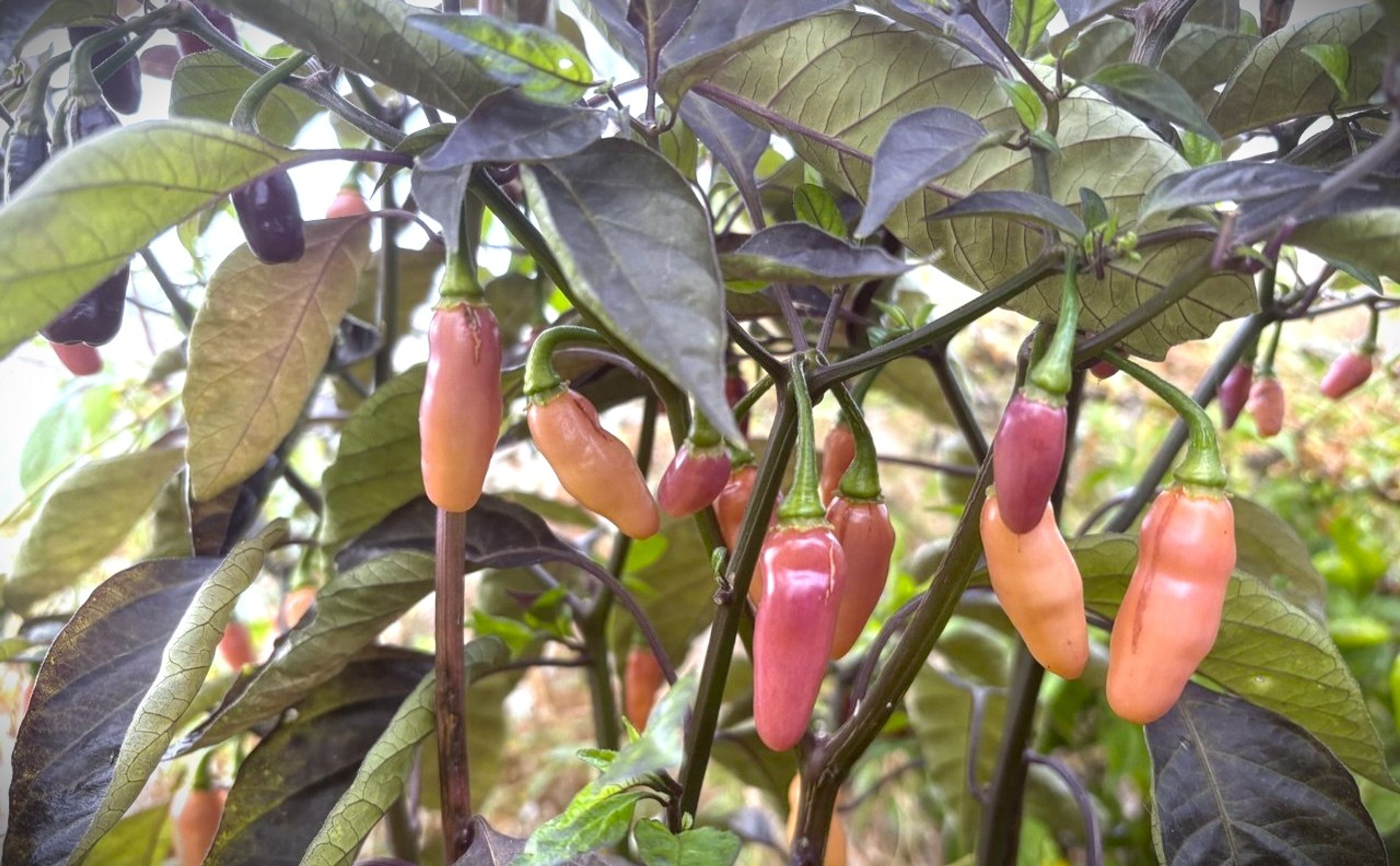 Aji Charapita X Fidalgo Roxa