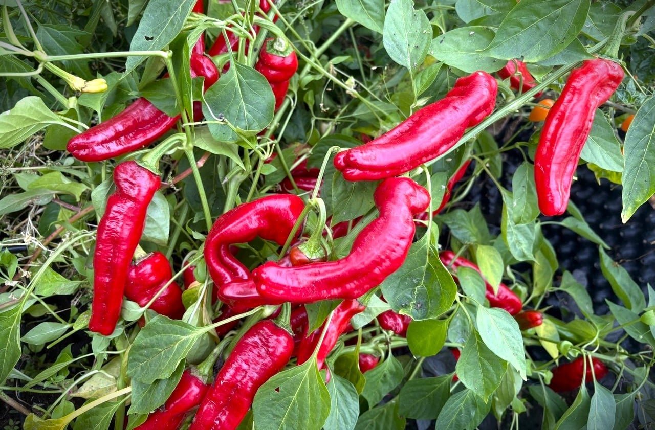 Köp Tricorno - Chilifrön online hos Chilifrön.se Röda Tricorno-spetspaprikor på paprikaplantan