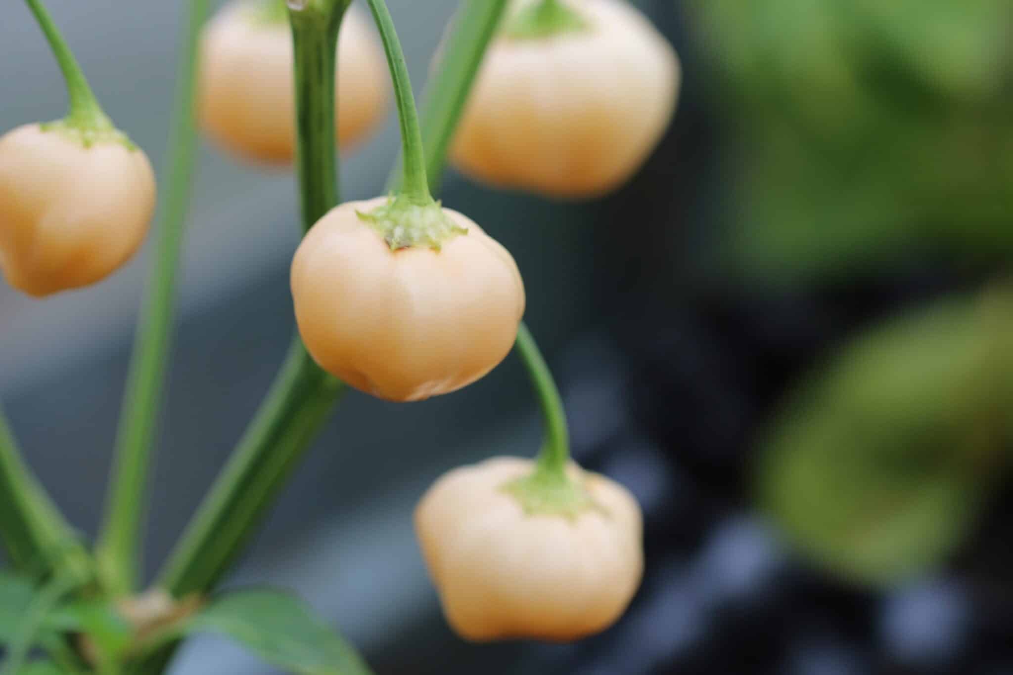 Köp Peachadew - Chilifrön online hos Svenska Frön Peachadew - Svenskodlade chilifrön från Svenska Frön