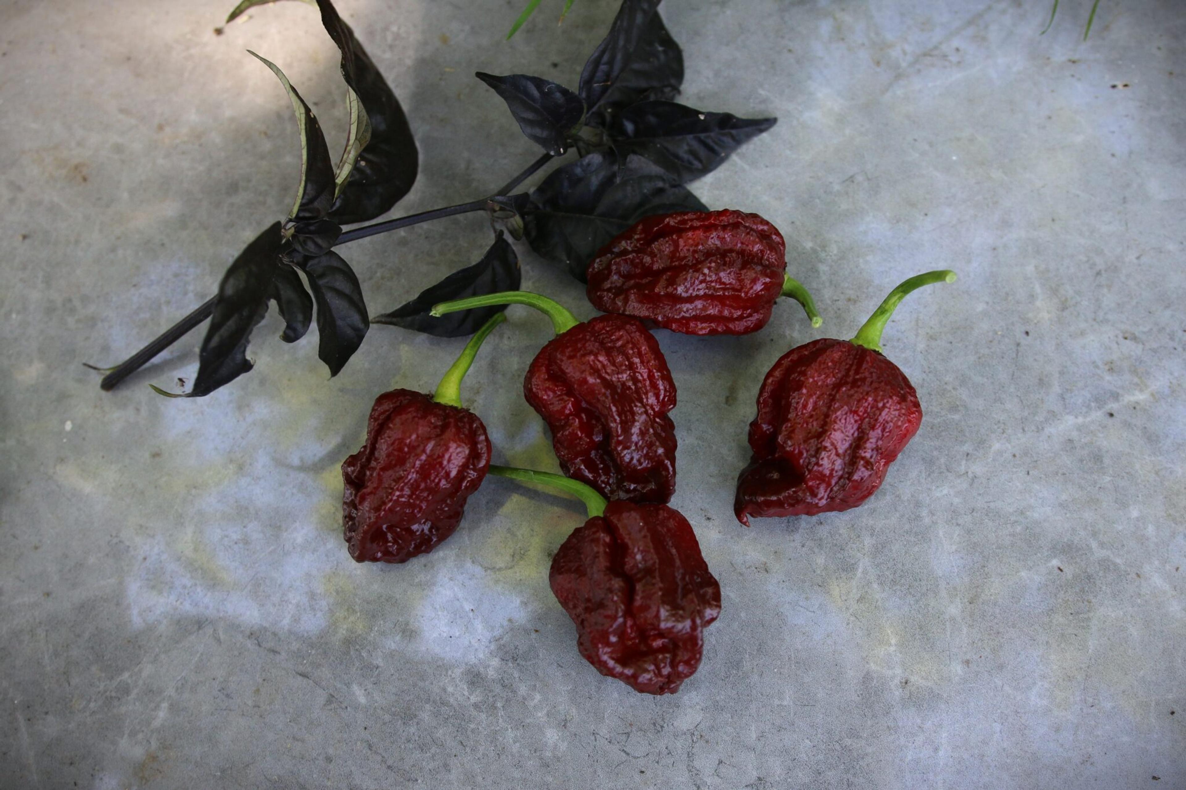 Trinidad Moruga Scorpion Chocolate miniatyrbild 2