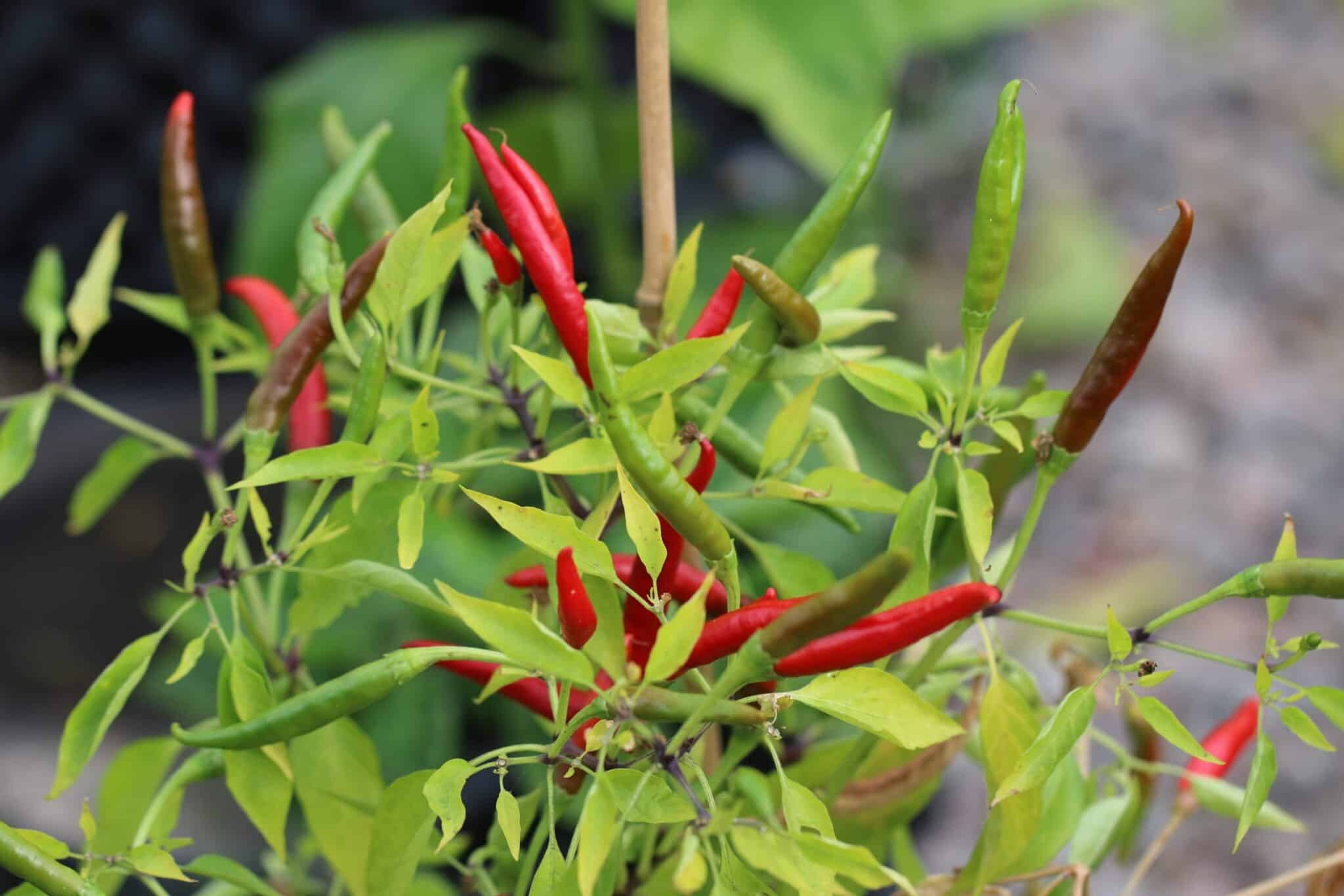 Chi-Chien - Svenskodlade chilifrön från Svenska Frön