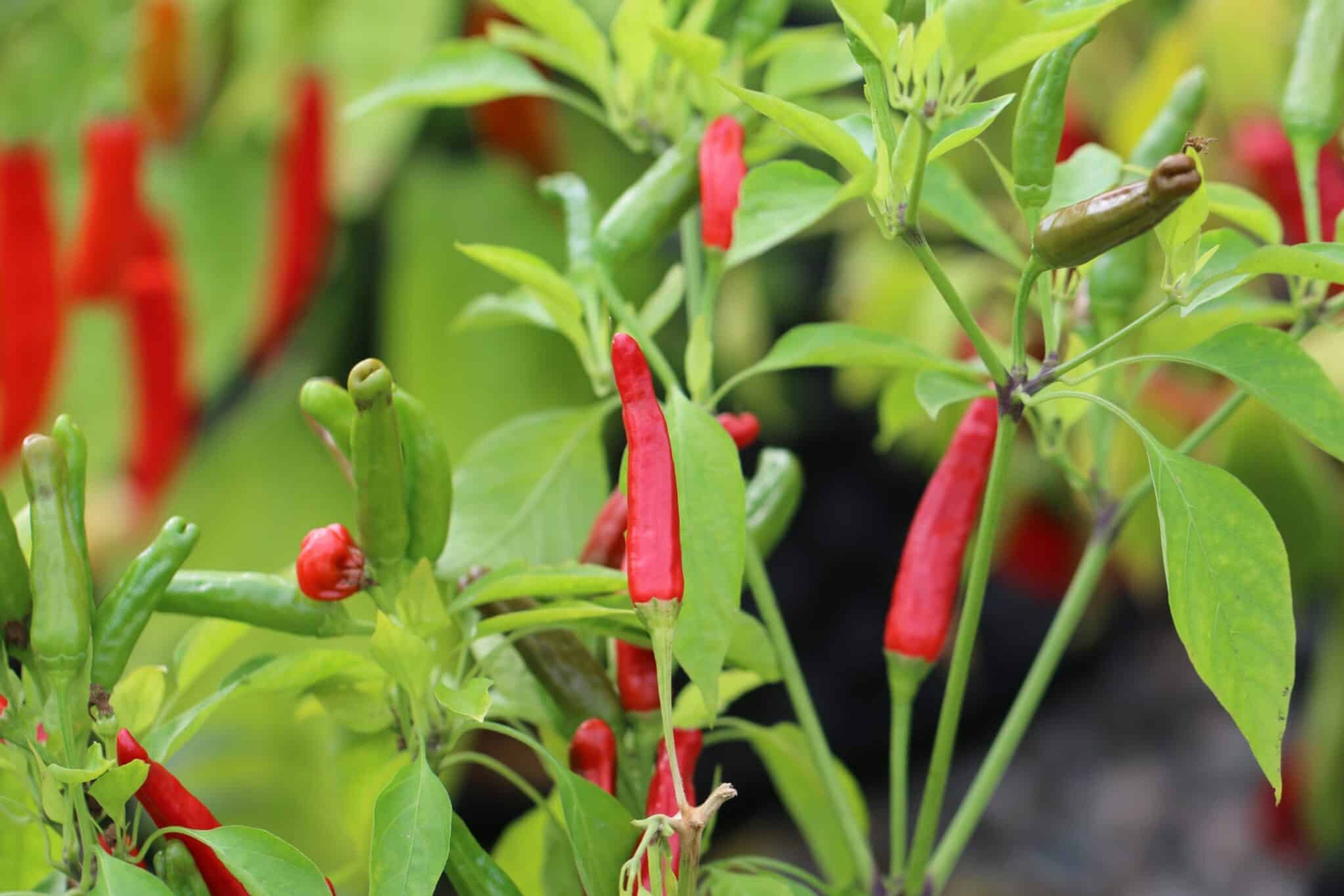 Takanotsume - Svenskodlade chilifrön från Svenska Frön