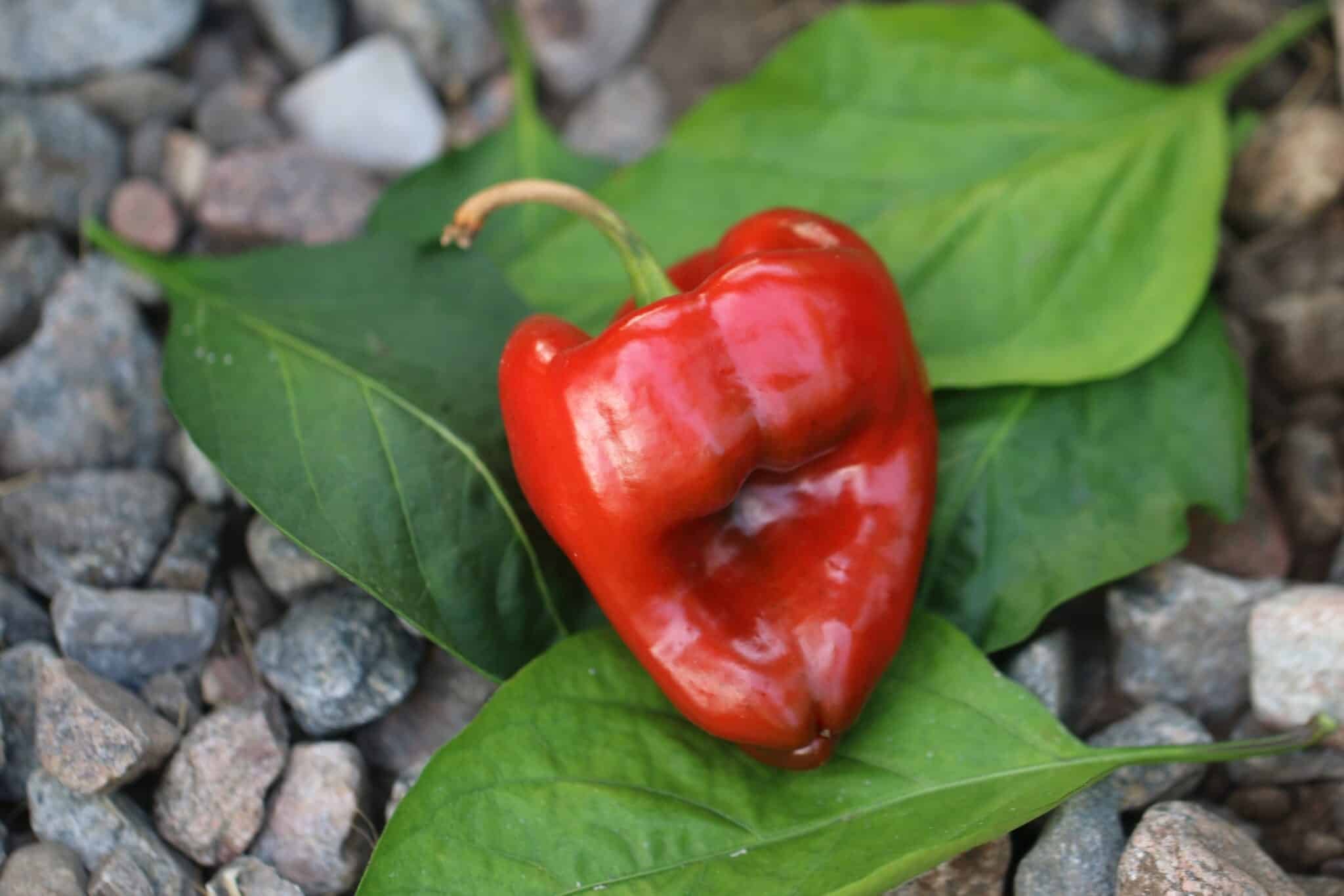 Köp Poblano - Chilifrön online hos Svenska Frön Poblano - Svenskodlade chilifrön från Svenska Frön