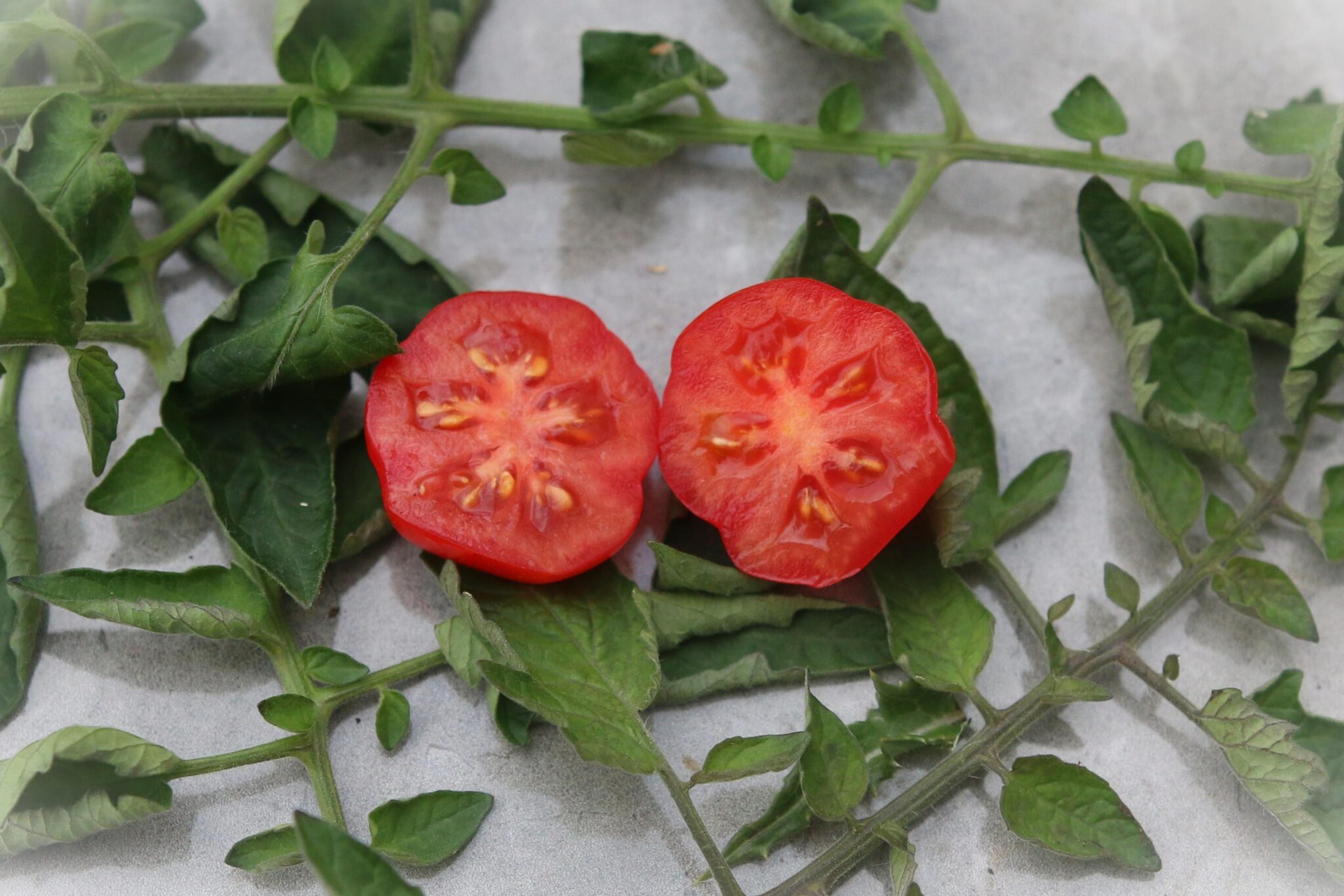 Ballen miniatyrbild 2