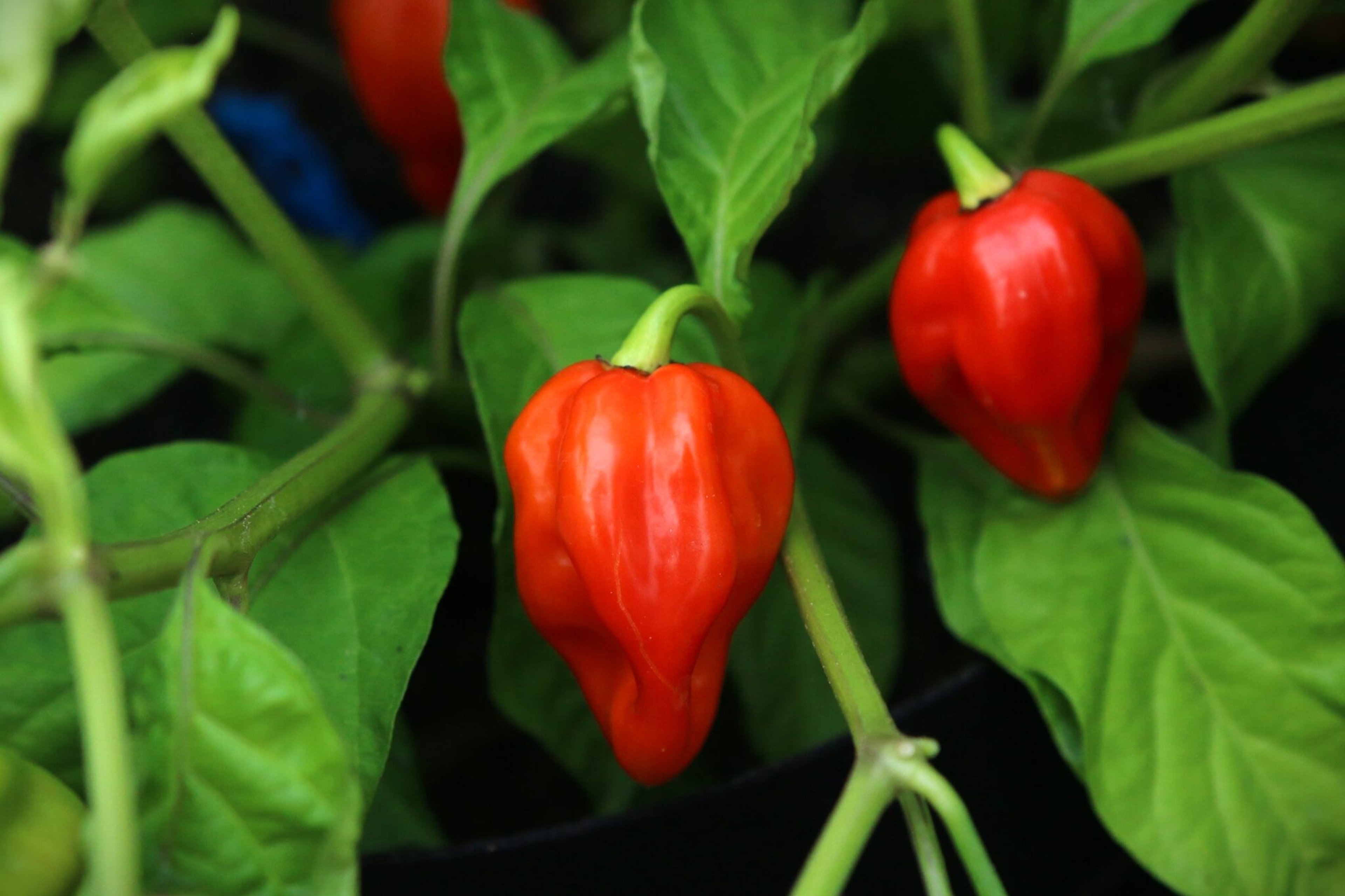 Antillais Caribbean - Svenskodlade chilifrön från Svenska Frön