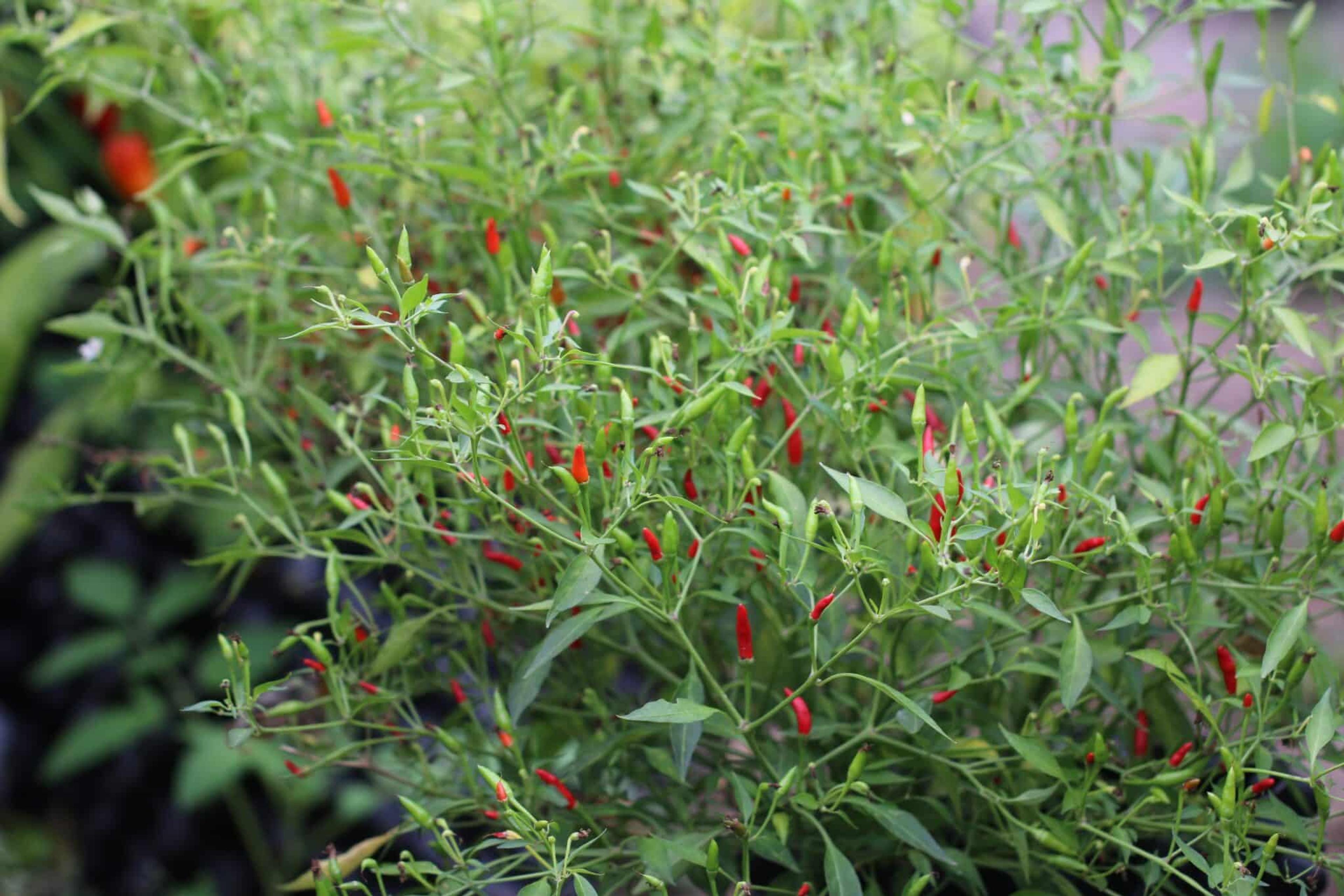 Bird Eye Baby miniatyrbild 2