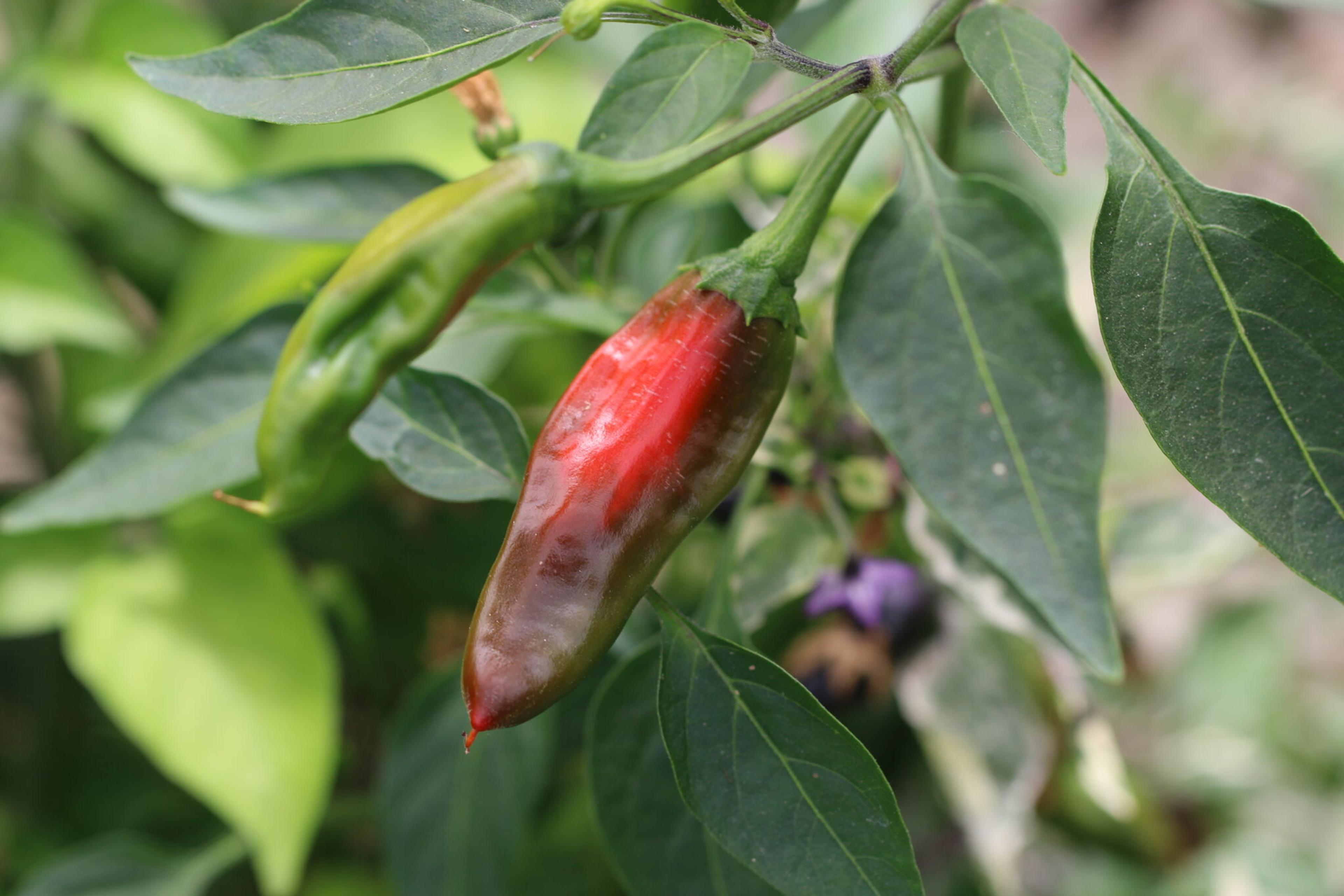 Afghan miniatyrbild 2