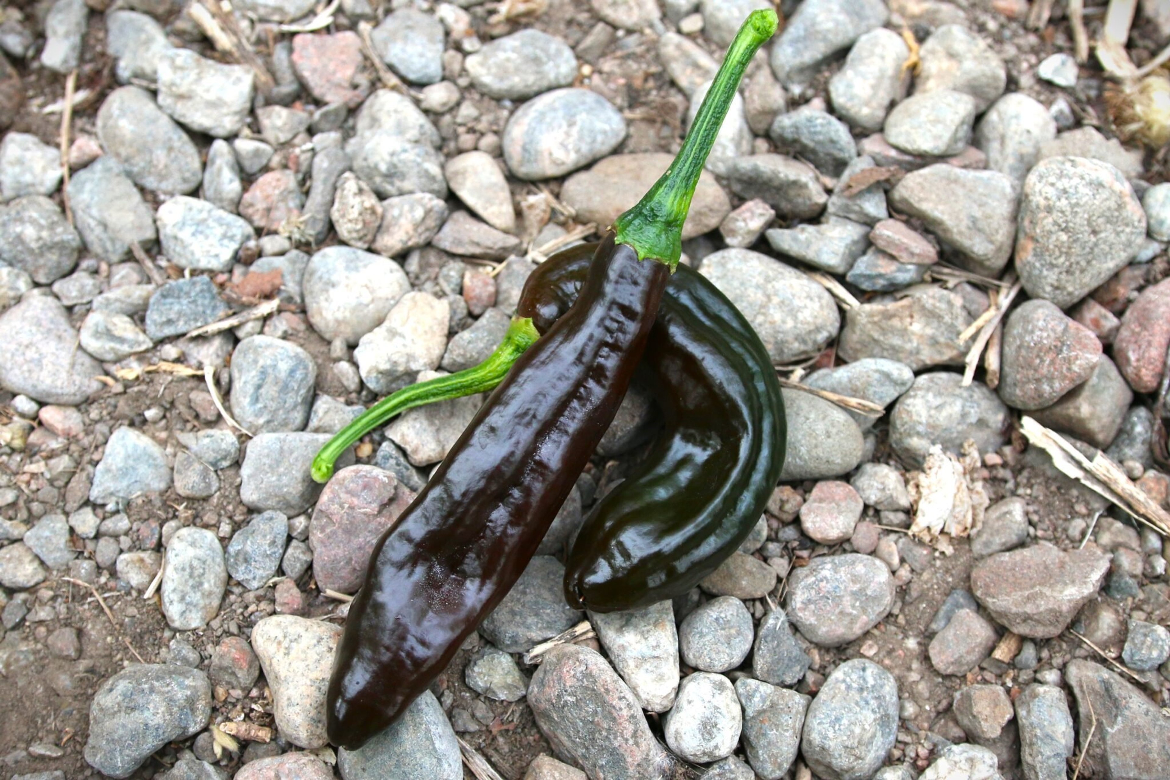 Chilaca - Svenskodlade chilifrön från Svenska Frön