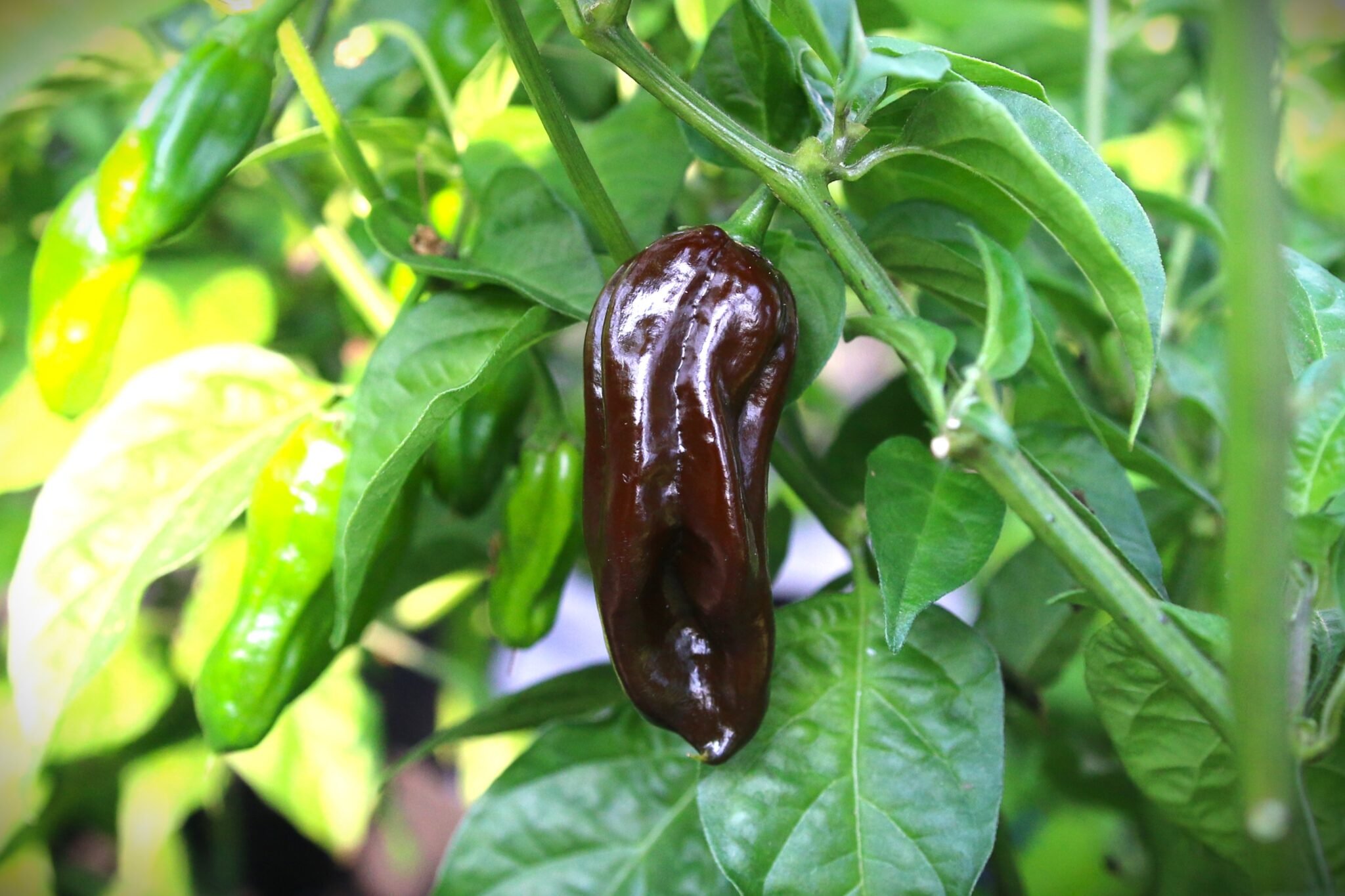 Köp Habanero Brown - Chilifrön online hos Svenska Frön Habanero Brown - Svenskodlade chilifrön från Svenska Frön