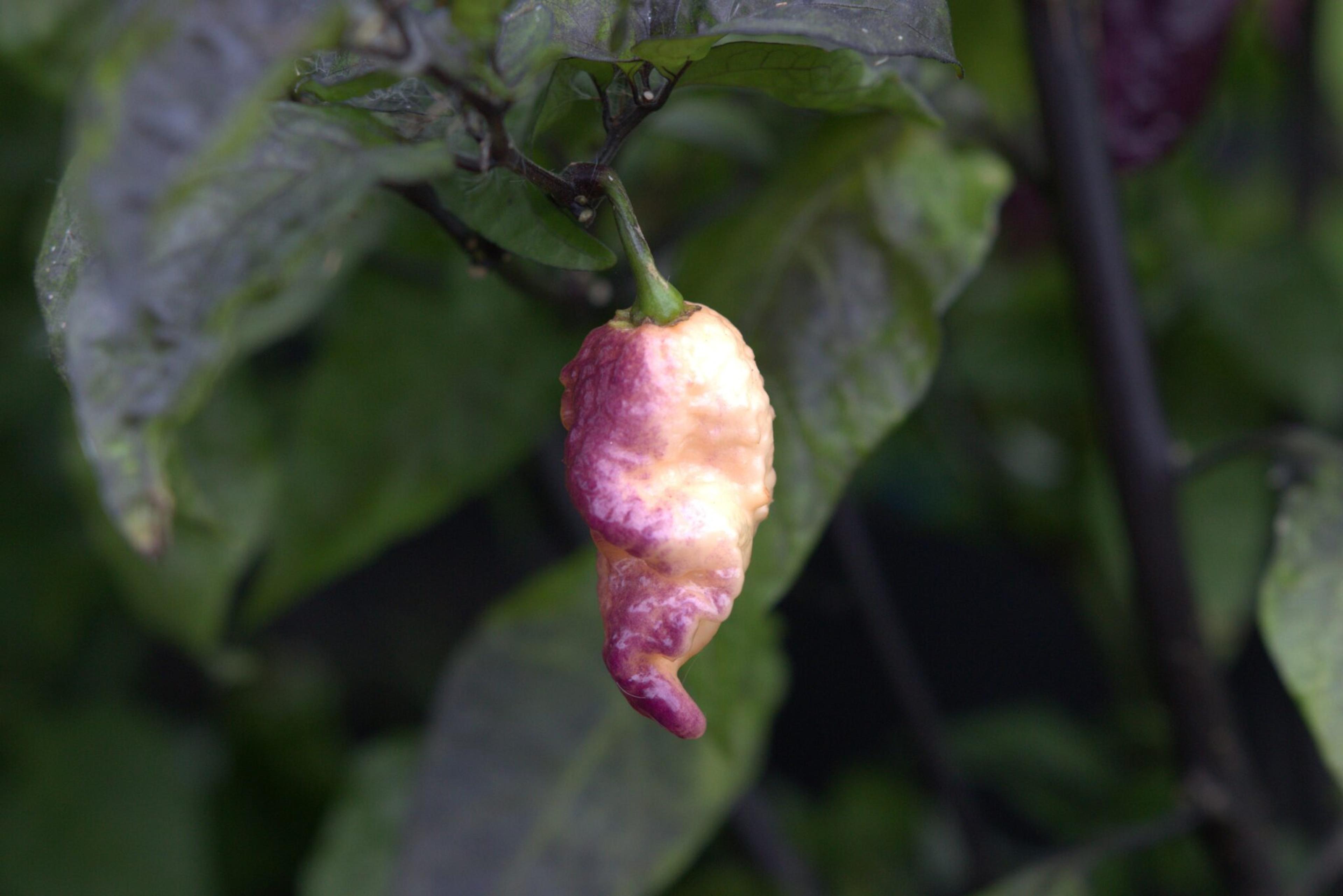 Faddas Boar Claws Purple miniatyrbild 4