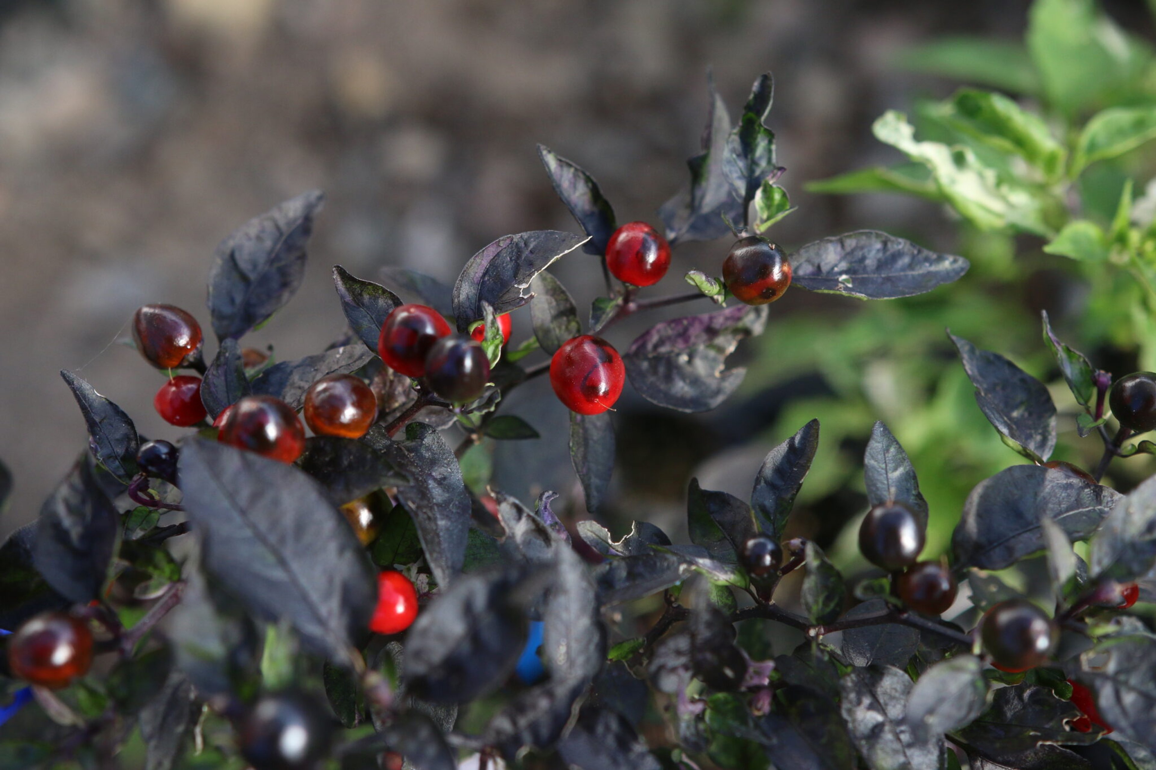 Psychedelic Black Pearl - Svenskodlade chilifrön från Svenska Frön