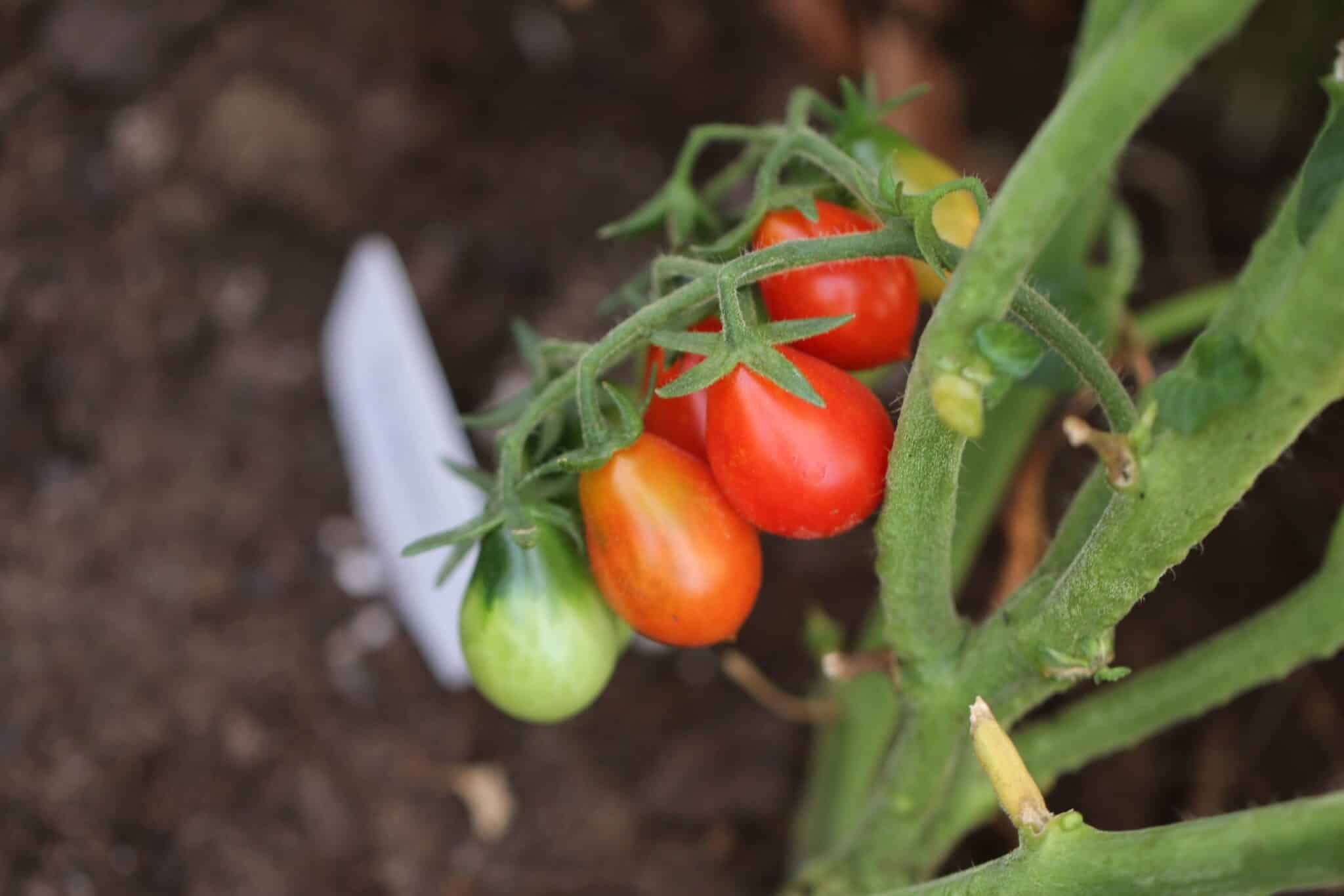 Köp Radana - Tomatfrön online hos Chilifrön.se Päronformade röda Radana-tomater i stora klasar