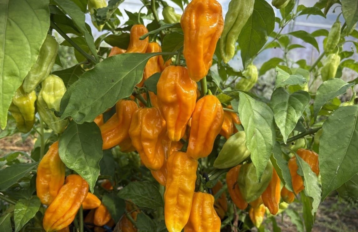 Köp Madame Jeanette - Chilifrön online hos Chilifrön.se Gula lyktformade Madame Jeanette-chilifrukter från Surinam