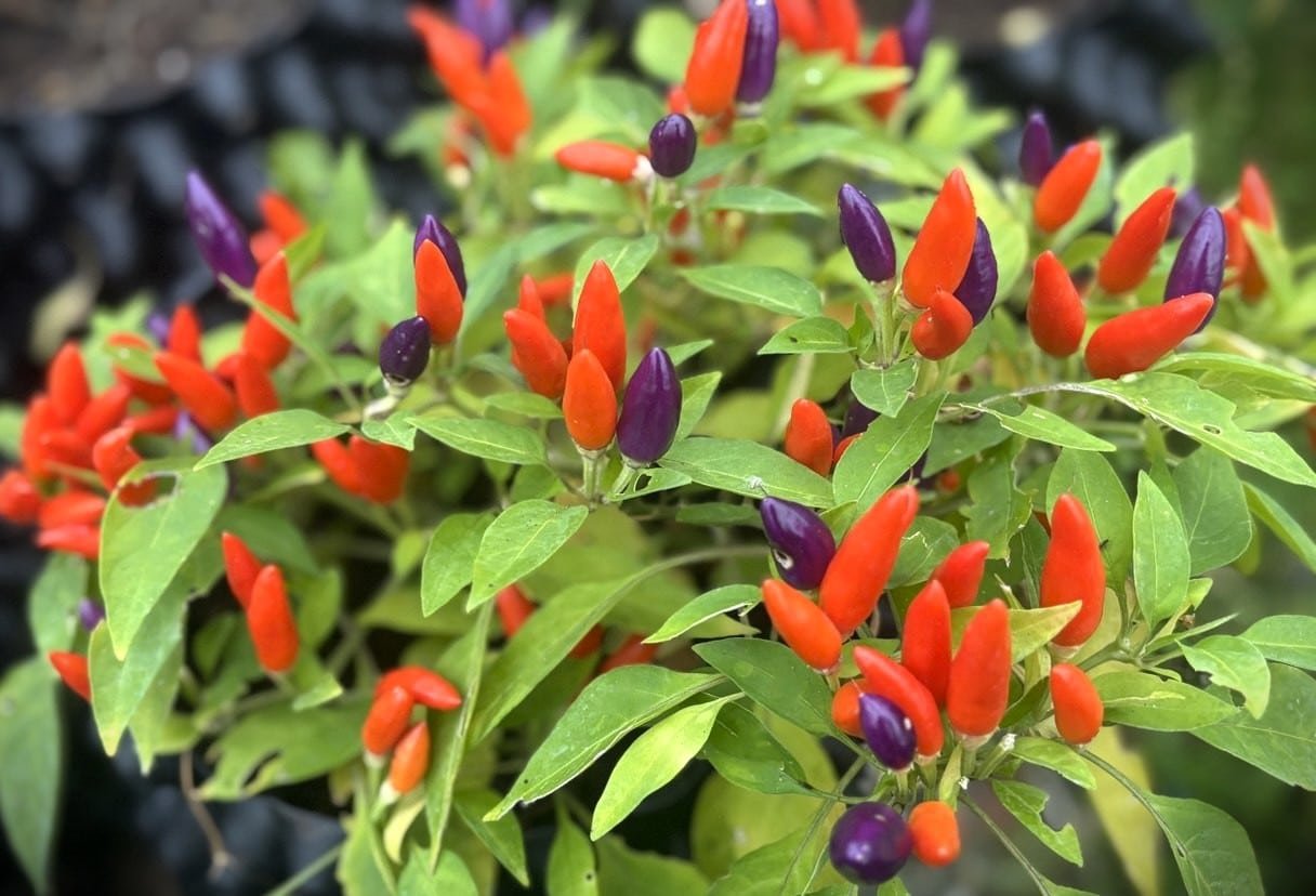 Köp NuMex Easter - Chilifrön online hos Svenska Frön NuMex Easter - Svenskodlade chilifrön från Svenska Frön