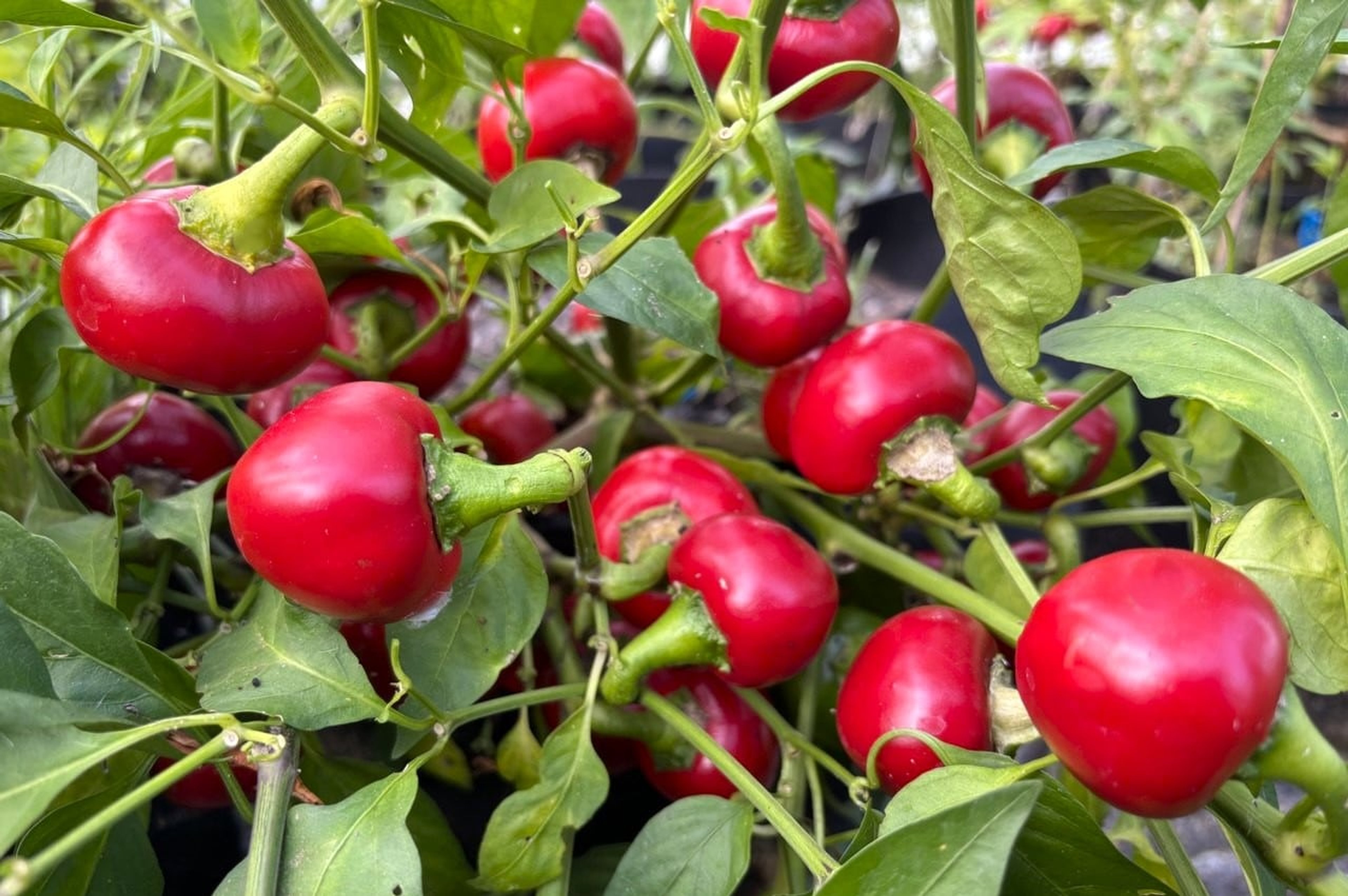 Peperoncino Calabrese Tondo - Svenskodlade chilifrön från Svenska Frön
